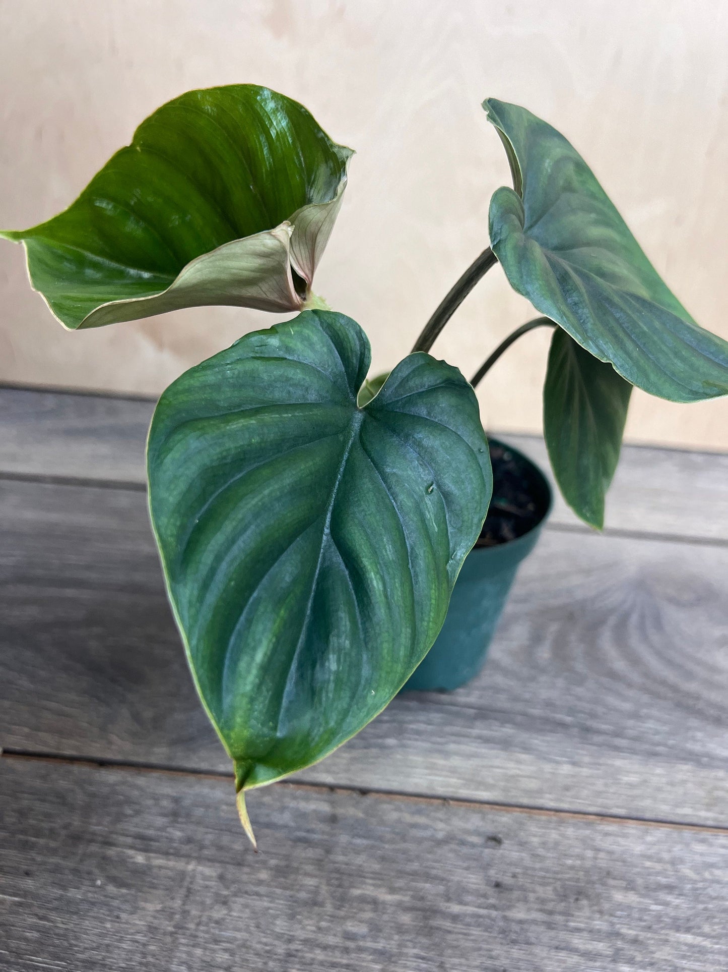 Philodendron Plowmanii in 4” Pot