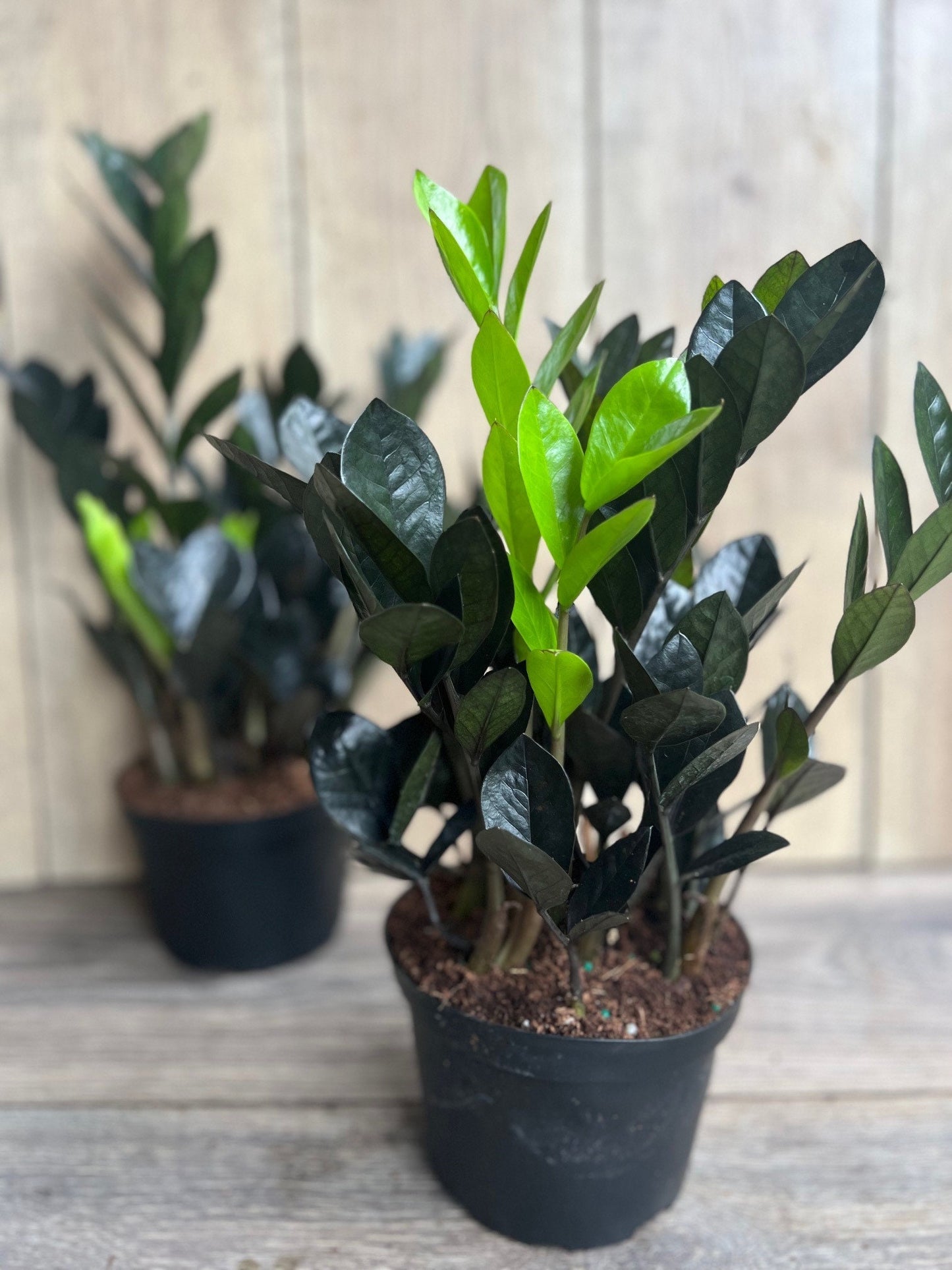 Black Raven ZZ, dark zz plant in 6" pot, Zamioculcas zamiifolia raven