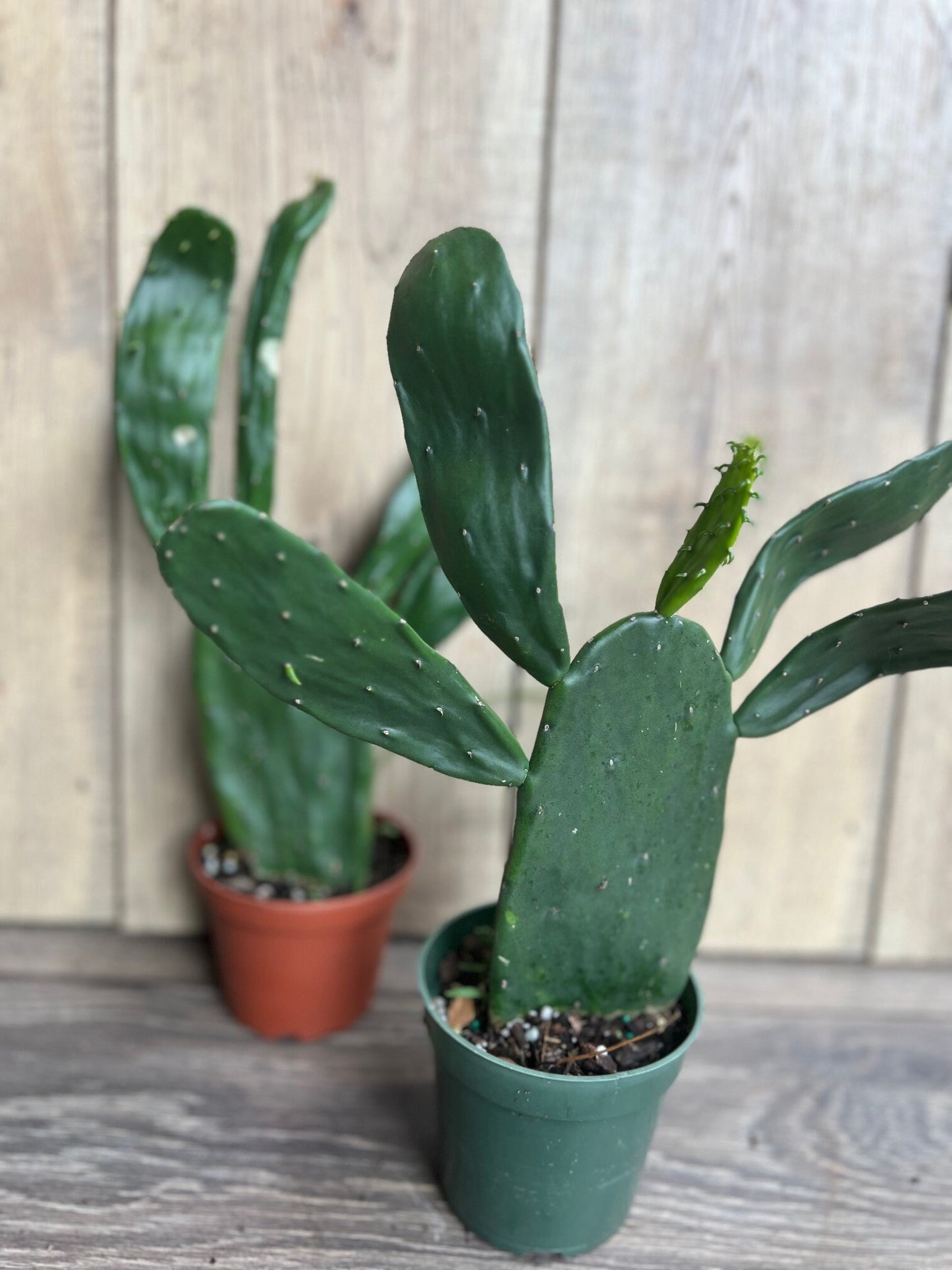Opuntia, prickly pear in 4" Pot, opuntia cactus