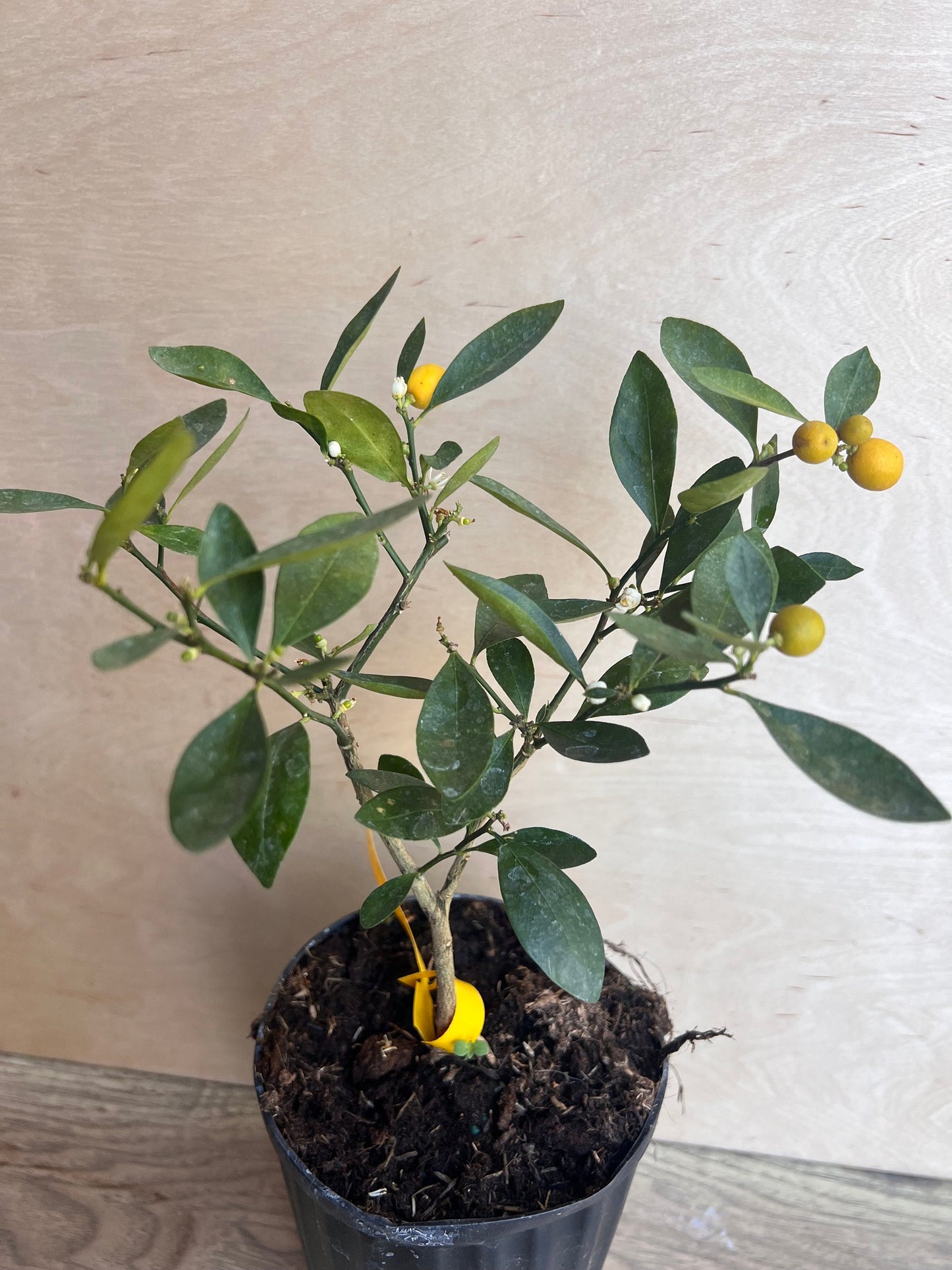 Callie Kumquat in half gallon, Meiwa and Nagami Hybrid, Florida Shipping Only