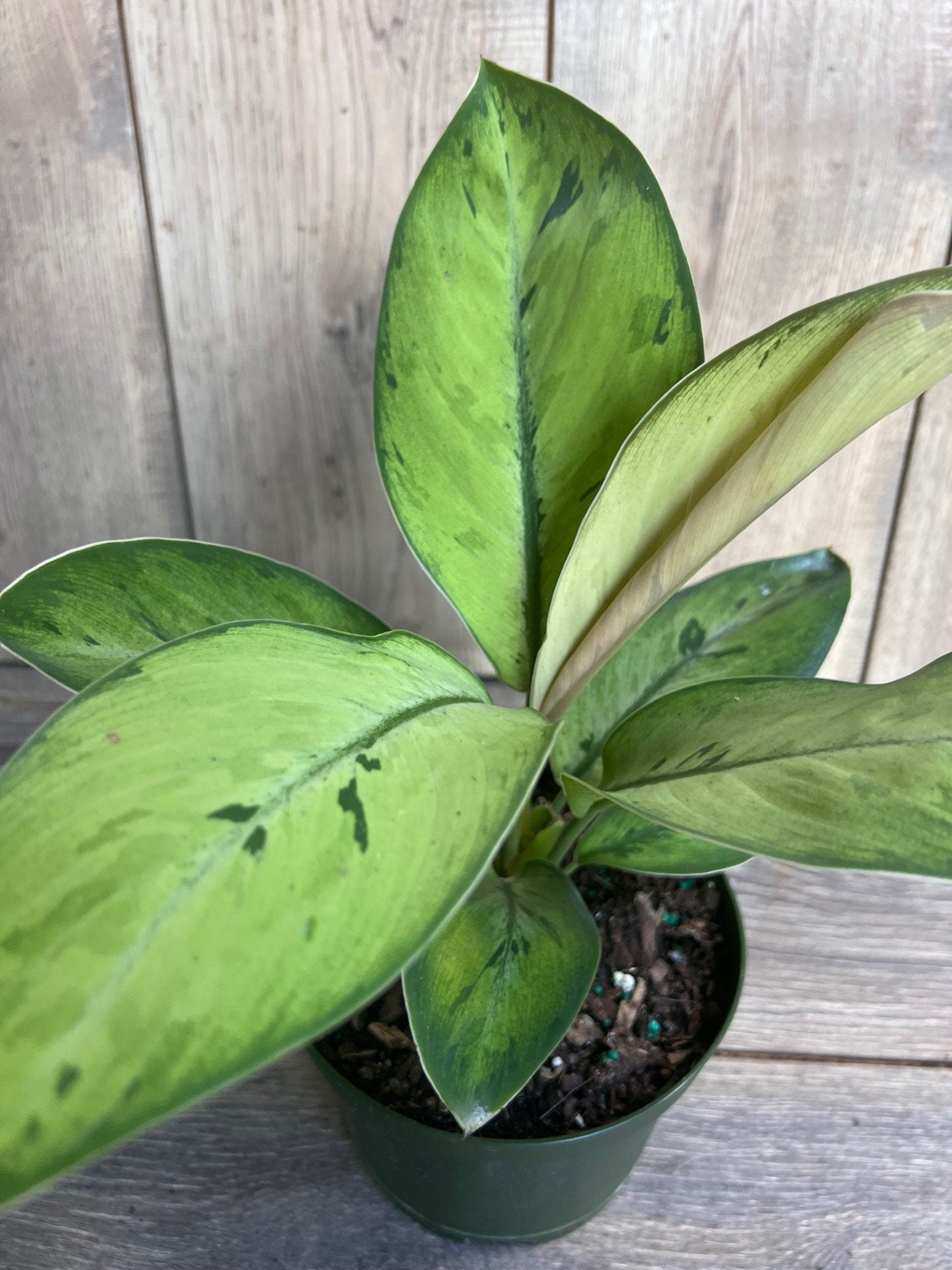Homalomena Shelby, homalomena in 6" Pot
