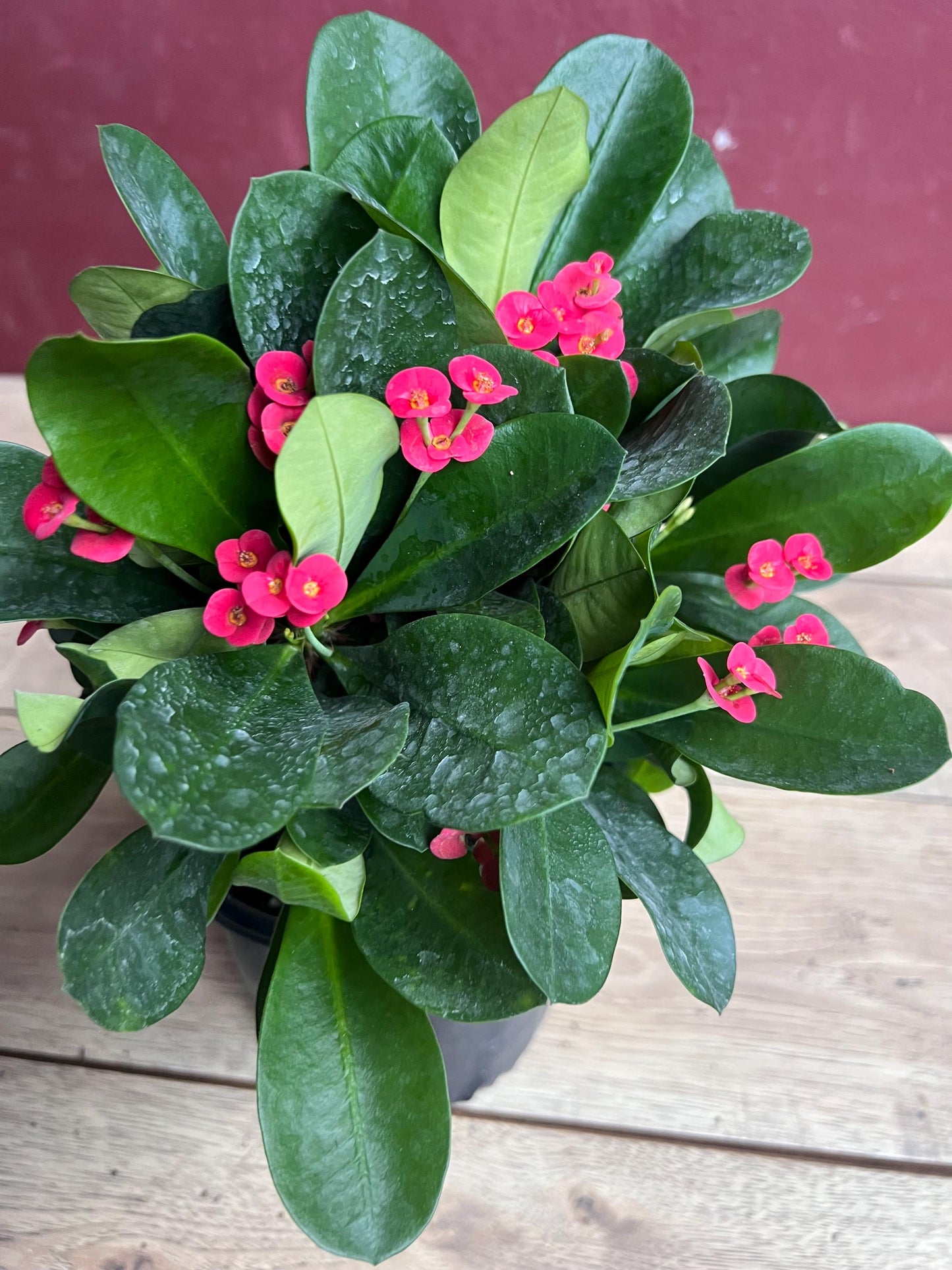 Crown of Thorns, Red in 6" Pot, Euphorbia milii