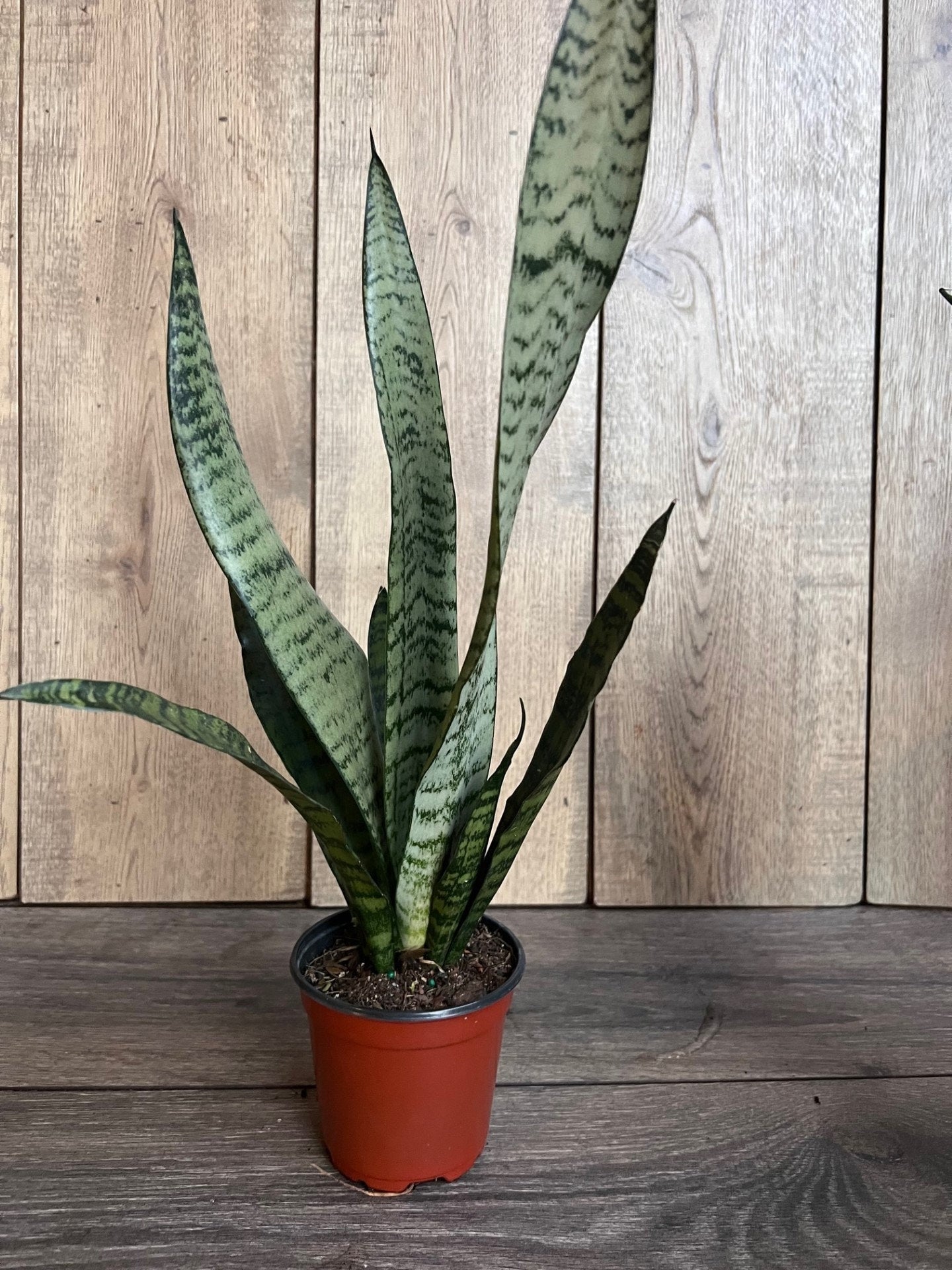 Sansavieria Zeylanica, in 4"pot, snake plant