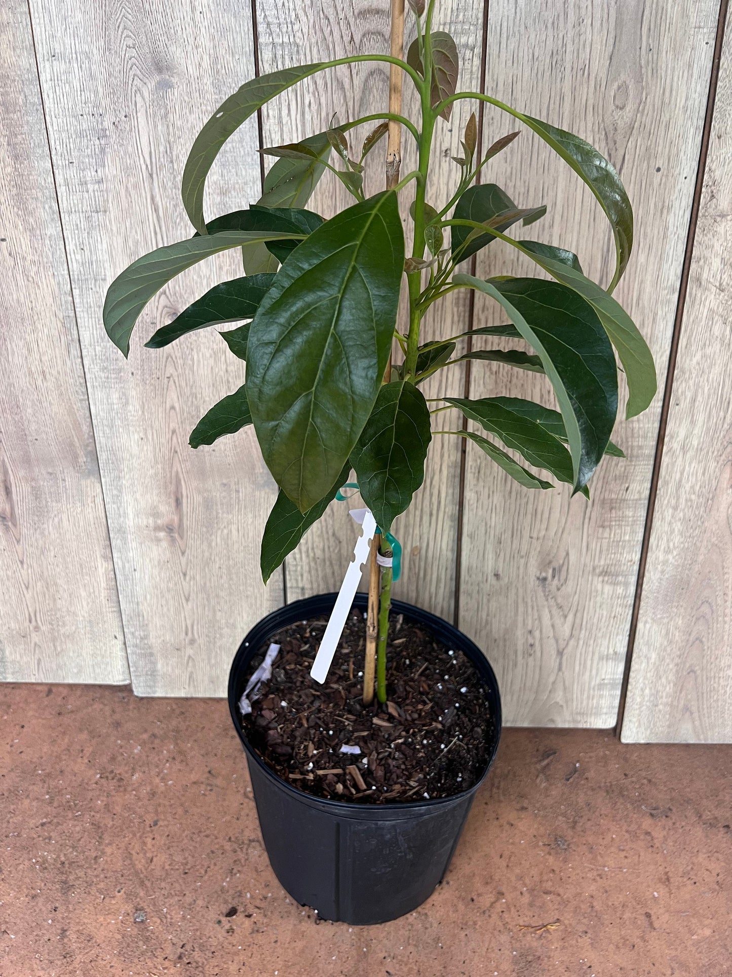 Haas Avocado Tree , Grafted in 3 Gallon Pot, No Ship to CA and HI