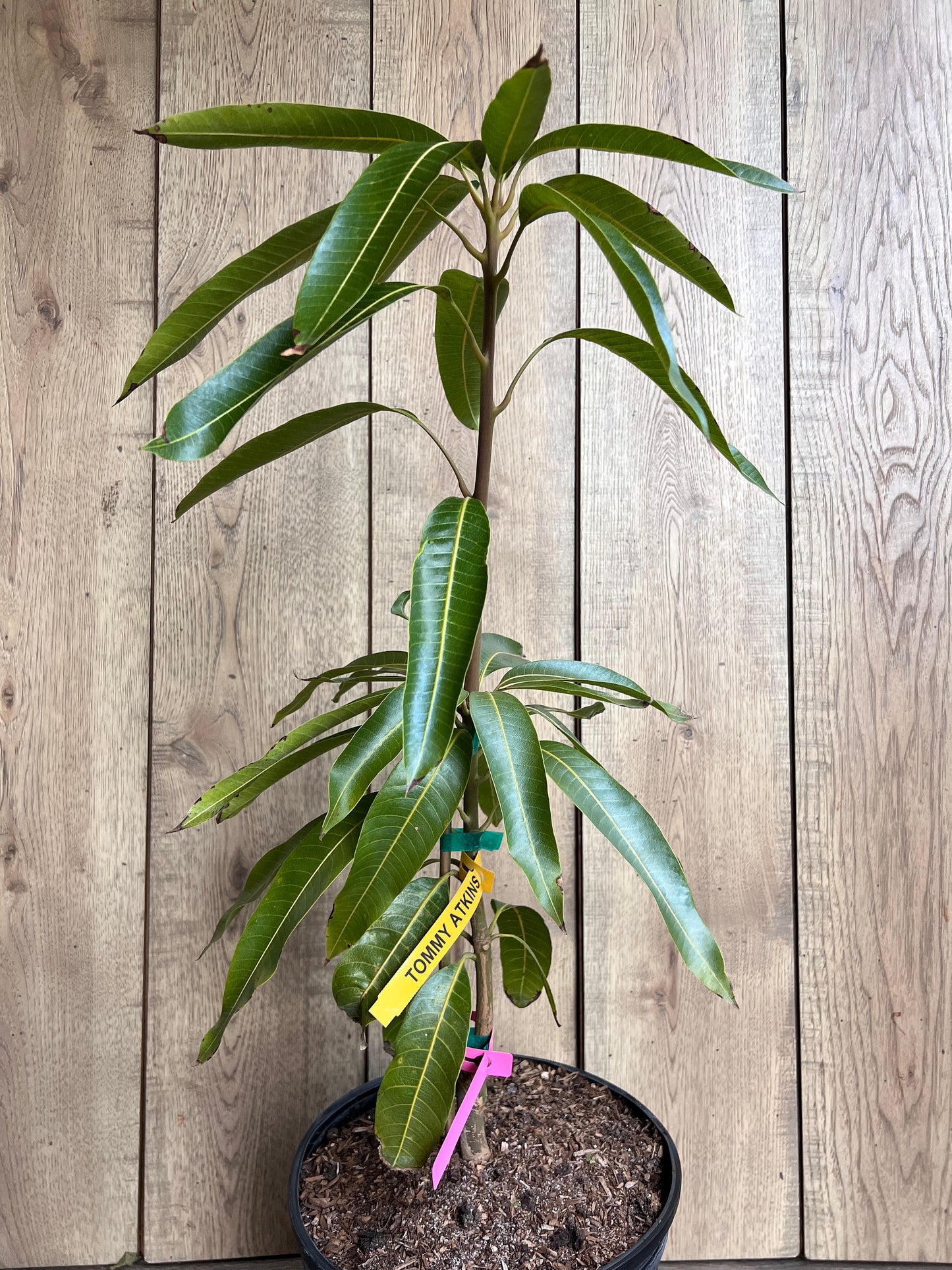 Tommy Atkins Mango Tree. grafted in 3 gallons pot, No Ship to CA and HI
