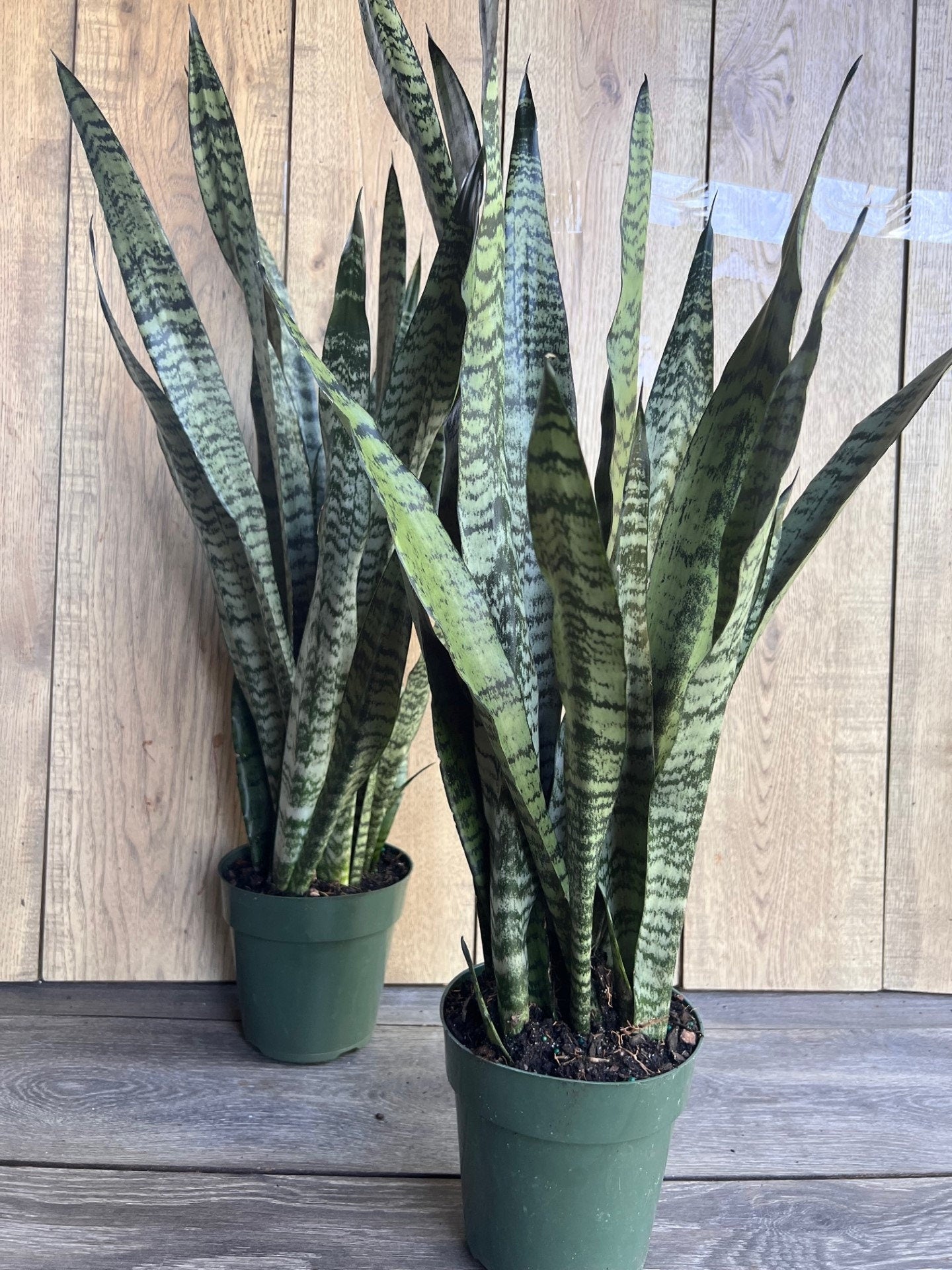 Sansevieria Zeylanica, in 6" pot, snake plant