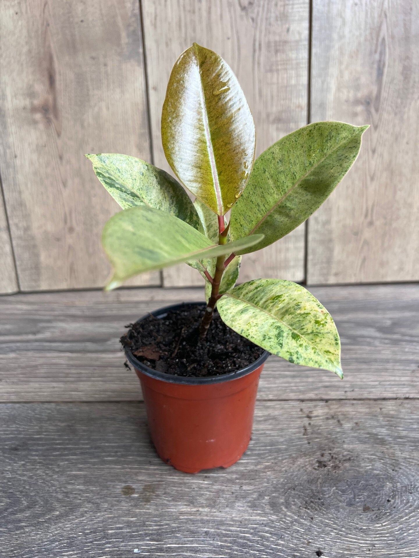 Ficus Shivereana Variegated in 4", Rare