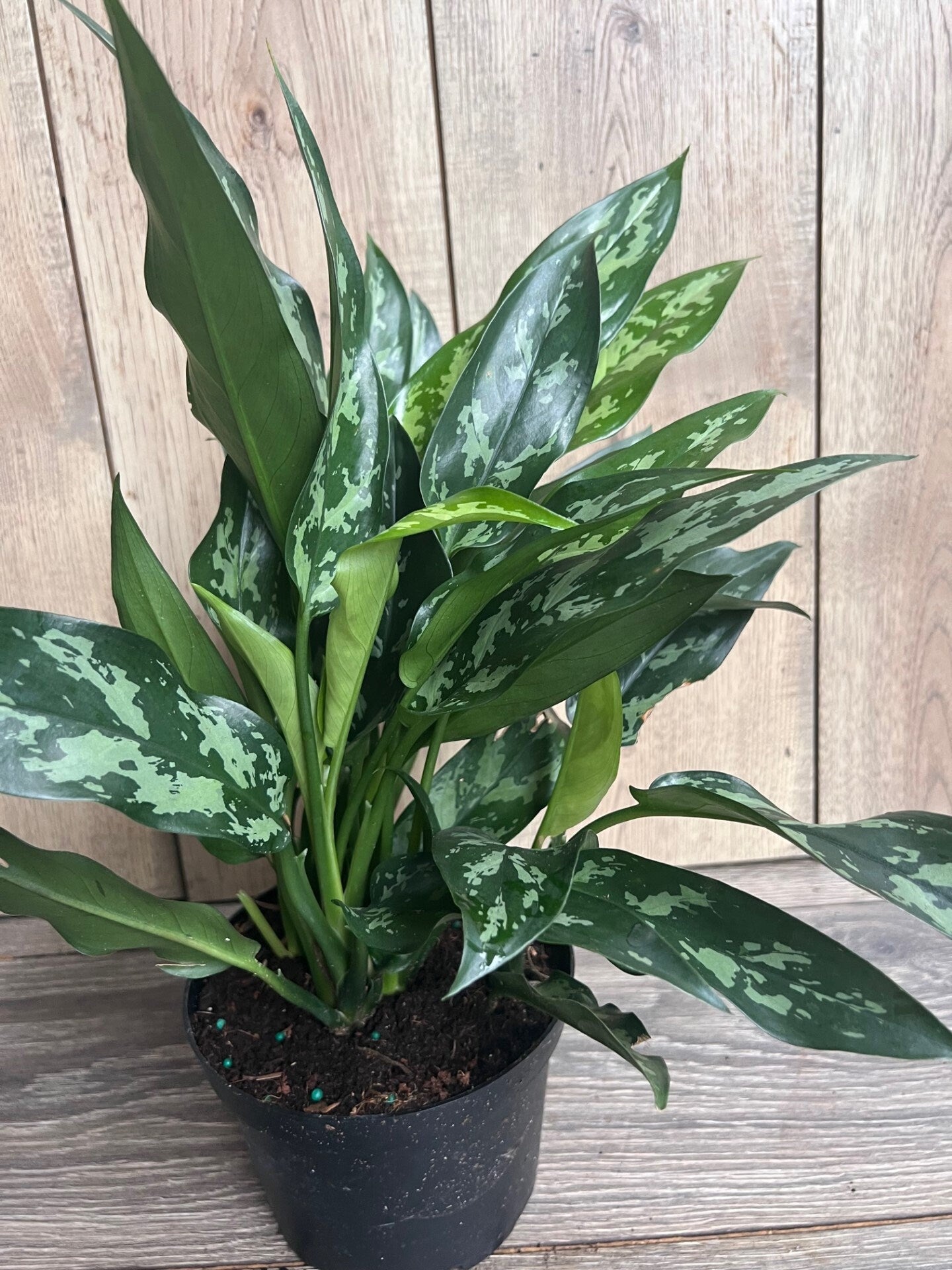 Aglaonema Maria, Aglaonema Tigress in 6" inches pot