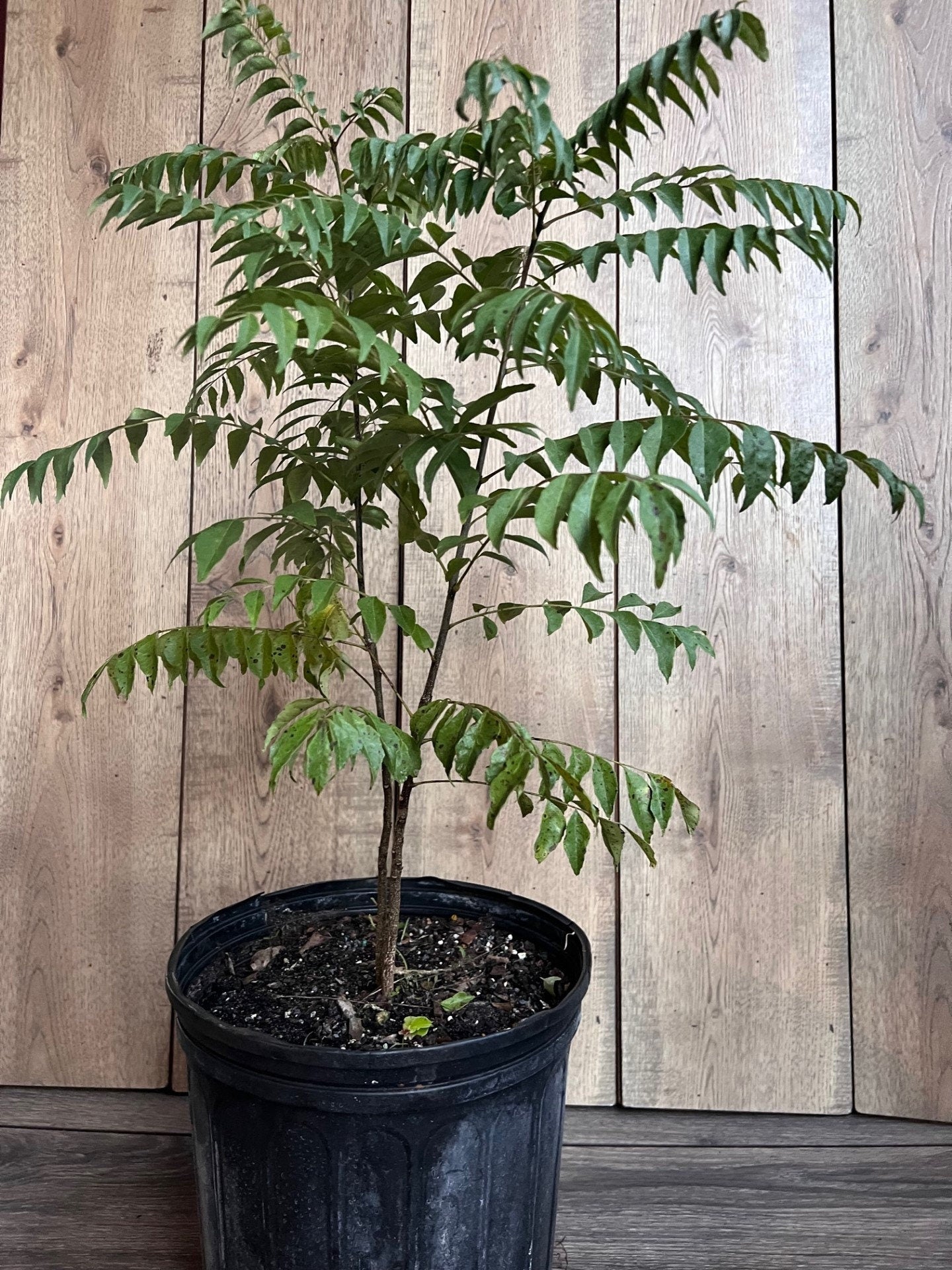 Curry Leaf Plant, Murraya Koenigii in 10" Pot. No ship to CA or HI