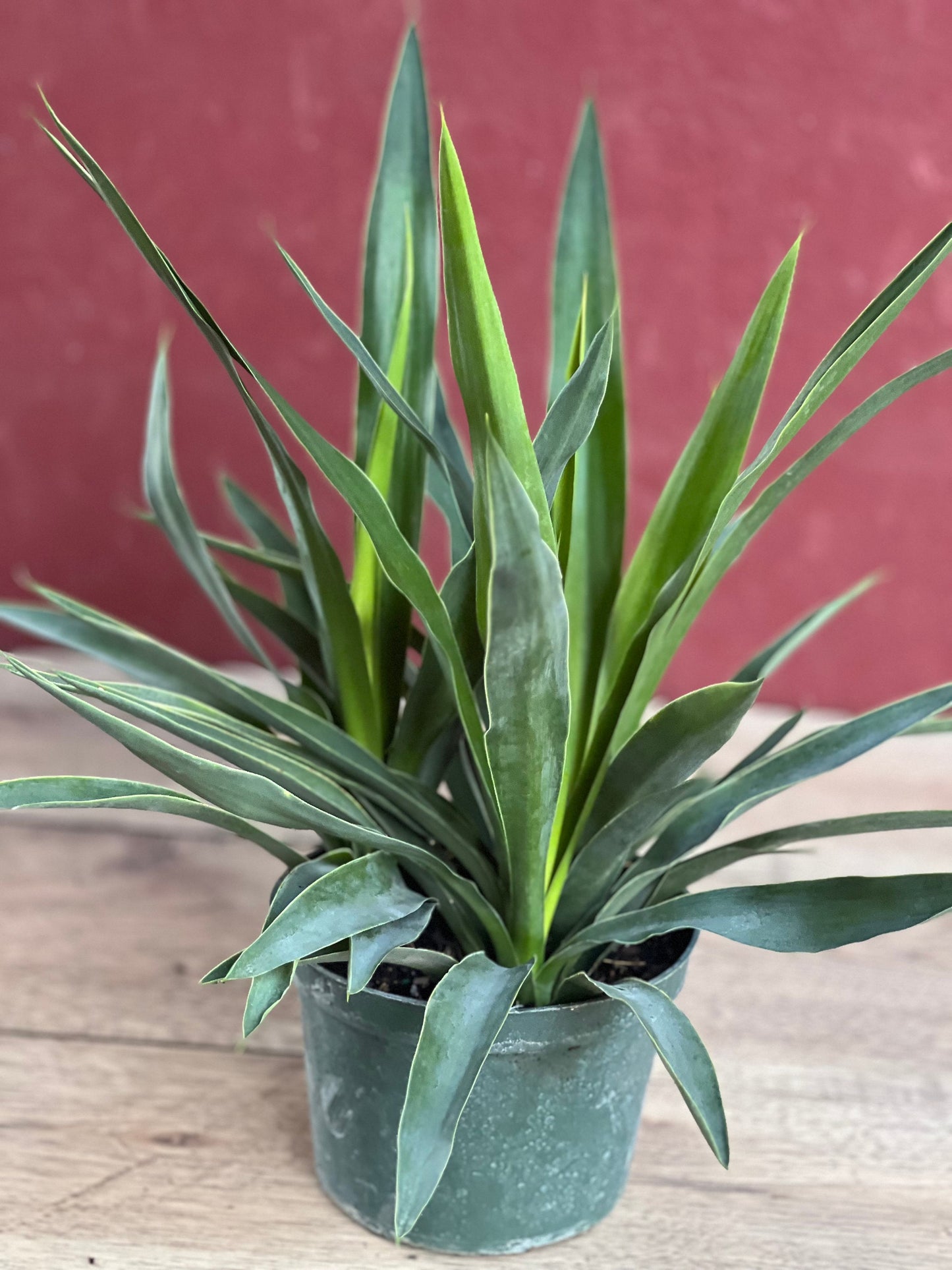 Dracaena Yucca Cane, Yucca Elephantipes ,Outdoor .Indoor , in 6"inches Pot
