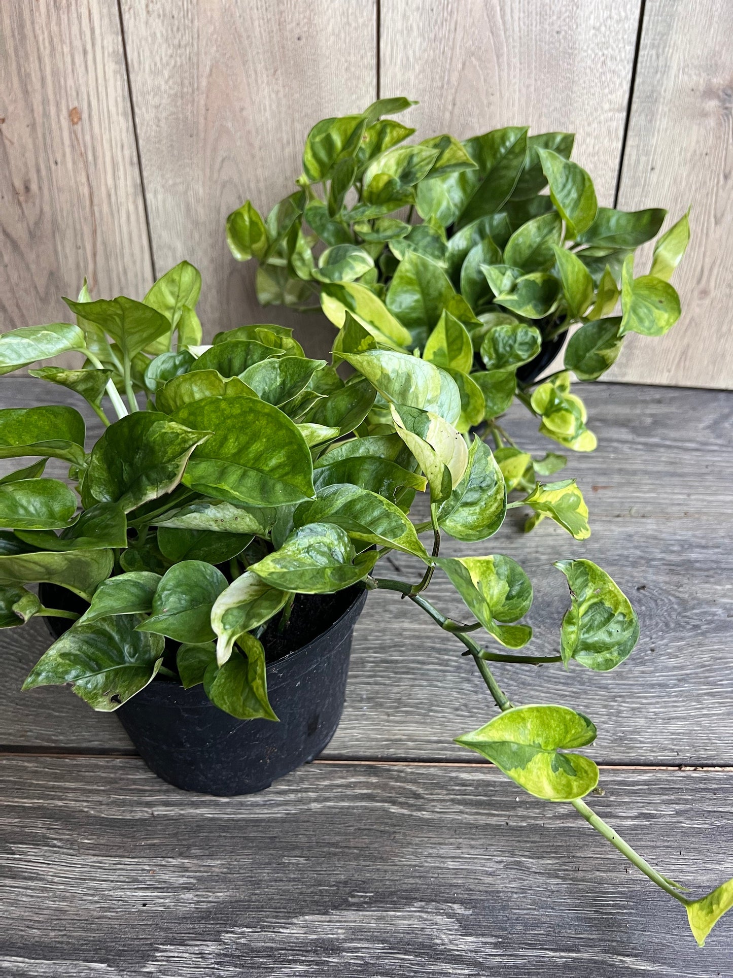 Epipremnum Lemon Meringue in 6" Pot, Lemon Meringue Pothos