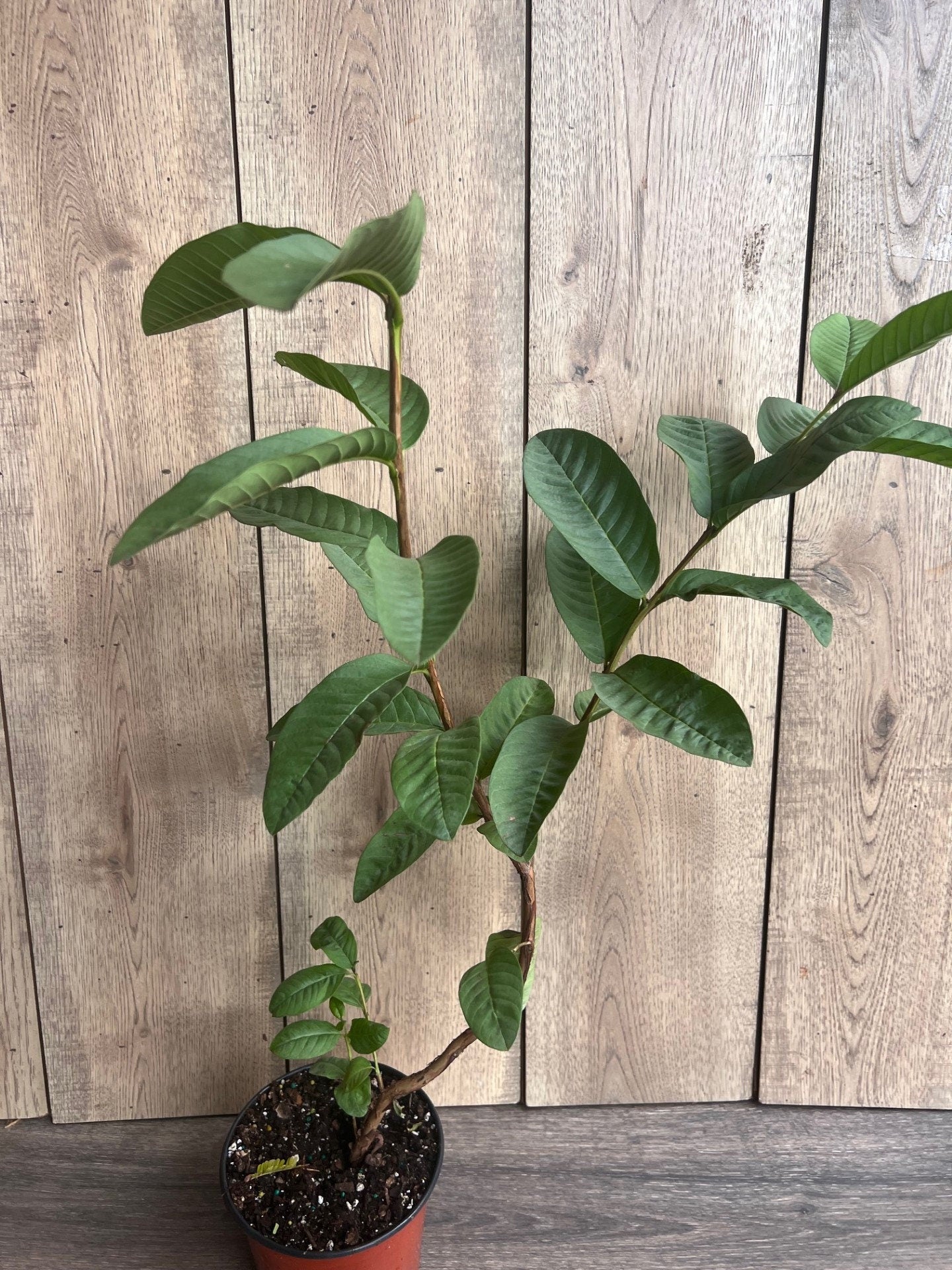 Guava Plant in 6" Pot, Jambu Batu, Psidium guajava, Pink Guava tree