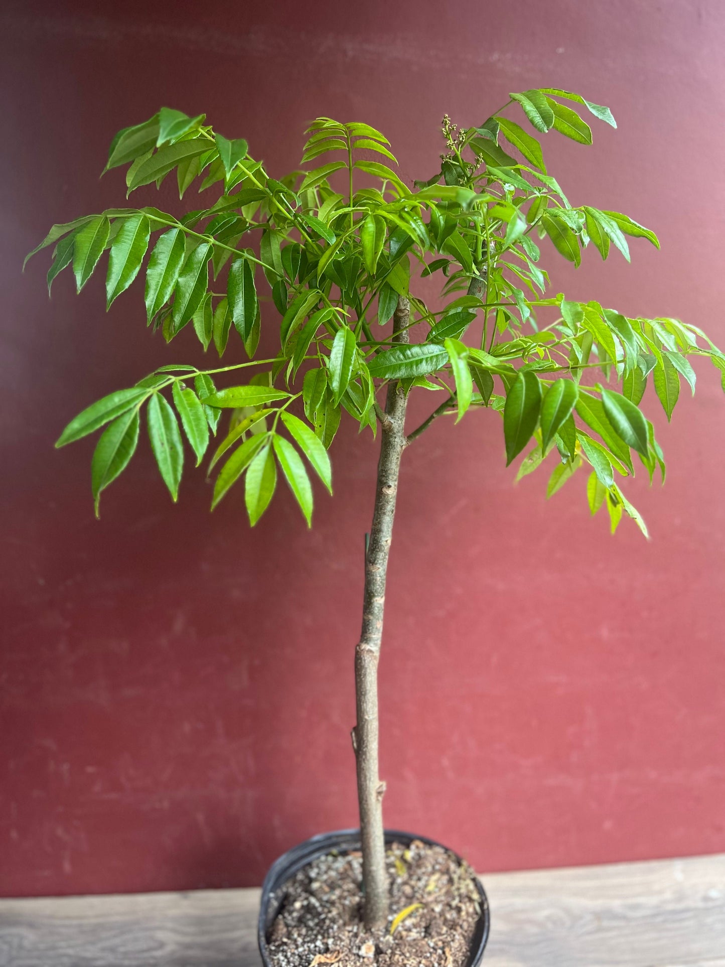 June Plum Dwarf, Ambarella Fruits, Jewel Plums in 10" Pot, Kedondong, No Ship to CA and HI