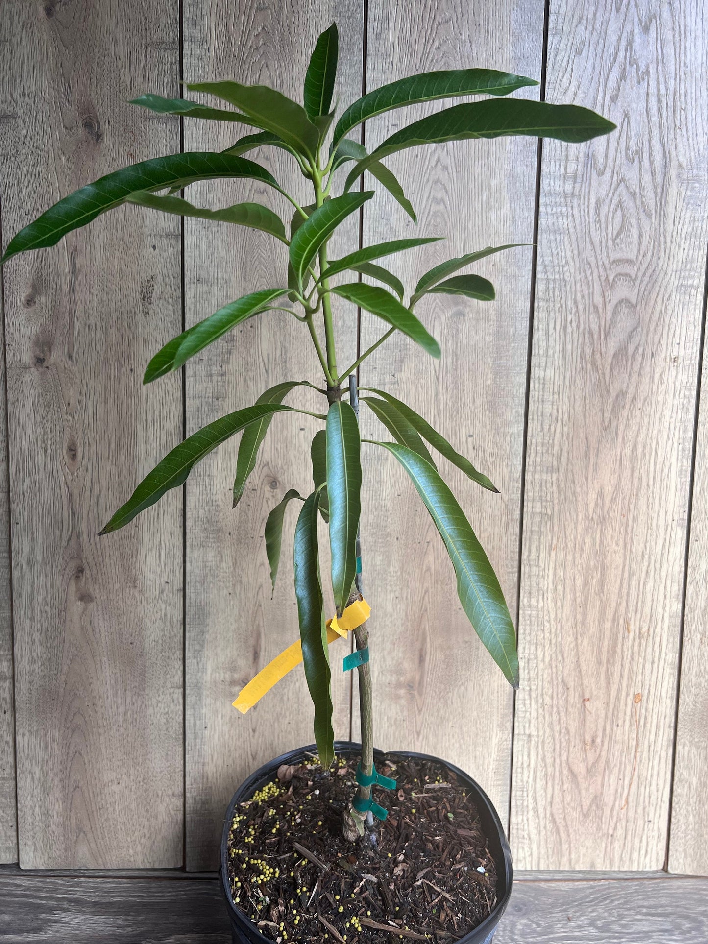 Mallika Mango Tree. grafted in 3 gallons pot, No Ship to CA and HI