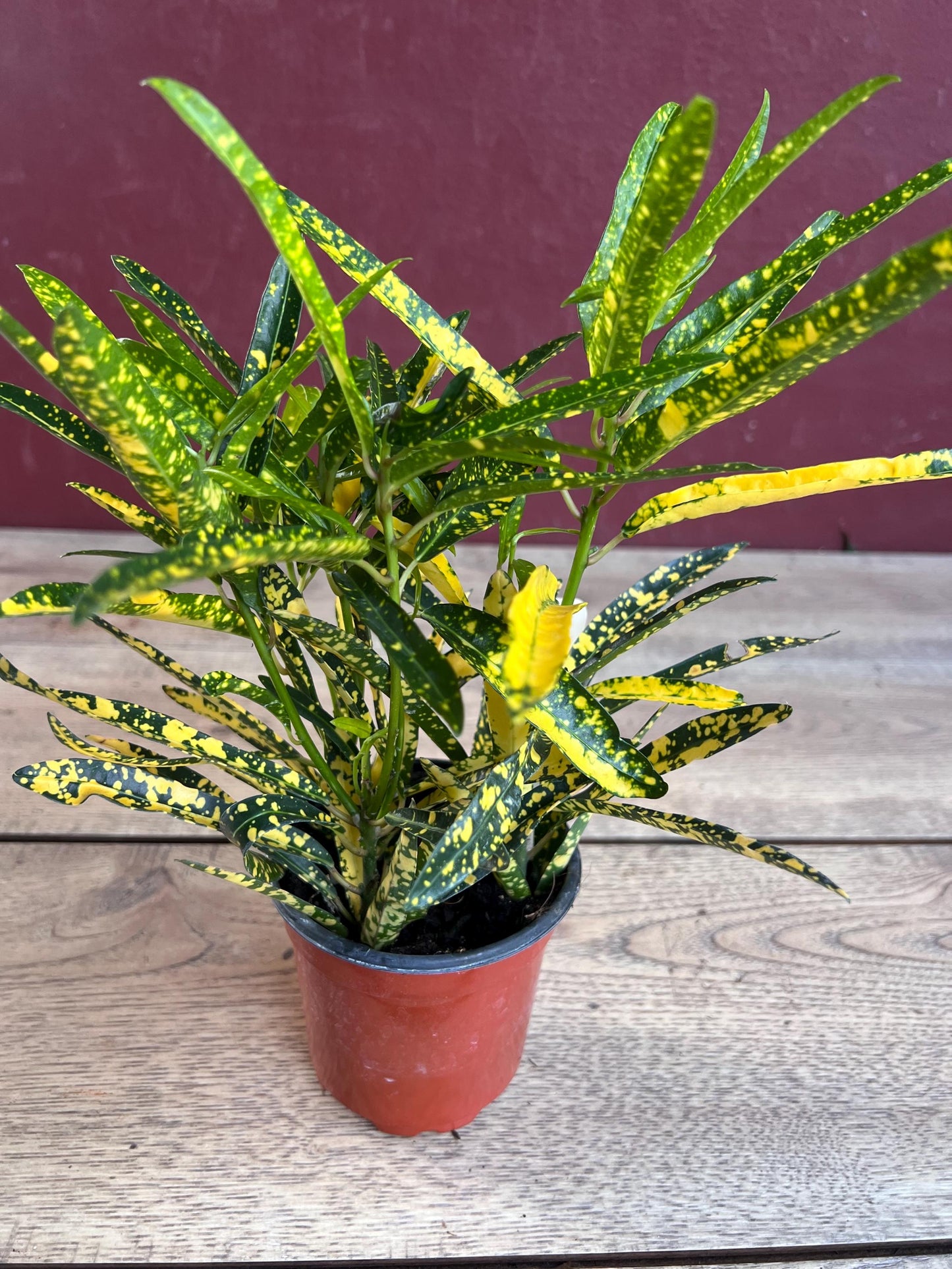 Croton Sunny Star in 4" Pot, house plant, indoor, outdoor
