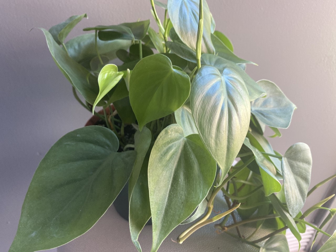 Philodendron cordatum “heartleaf”- live house plant- indoor plant, trailing and vining plant