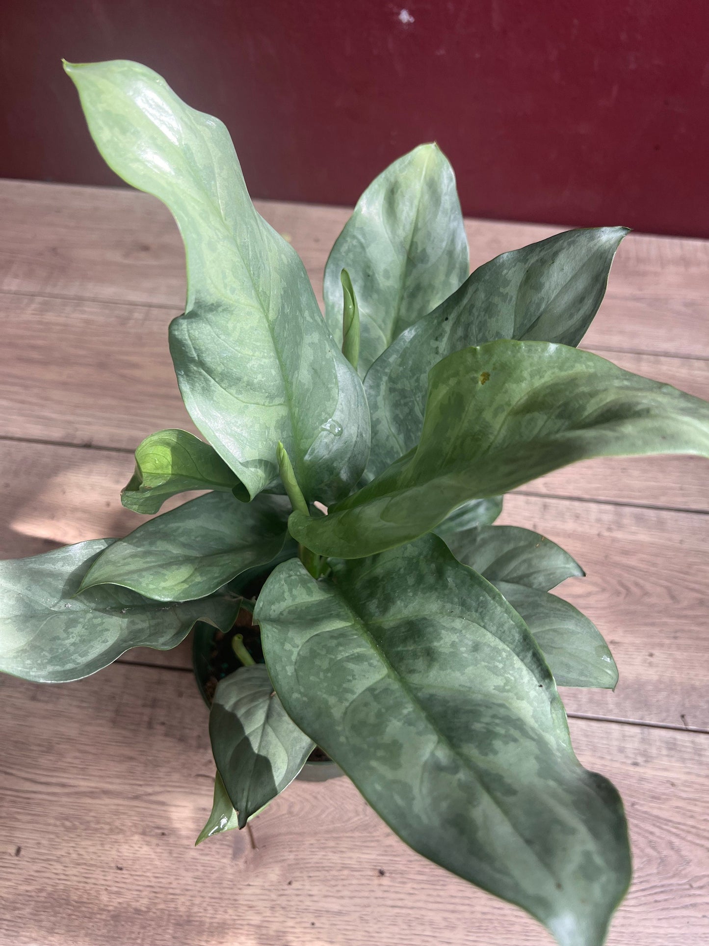 Aglaonema Gary Ghost, aglaonema ghost in 6"