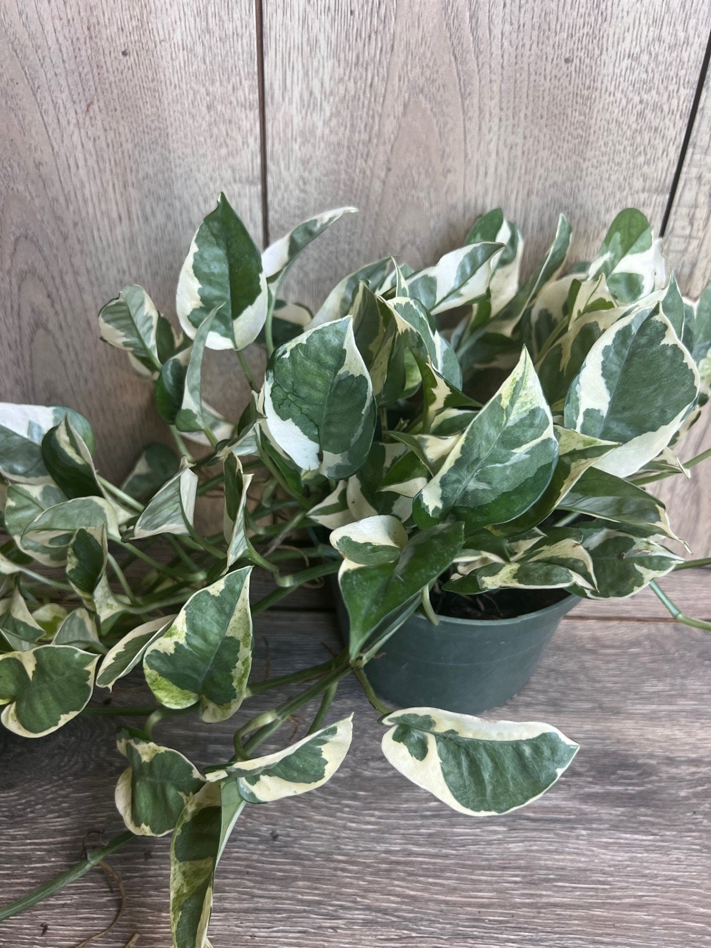 N’Joy pothos , Epipremnum aureum, Devil’s Ivy in 6" pot, Njoy