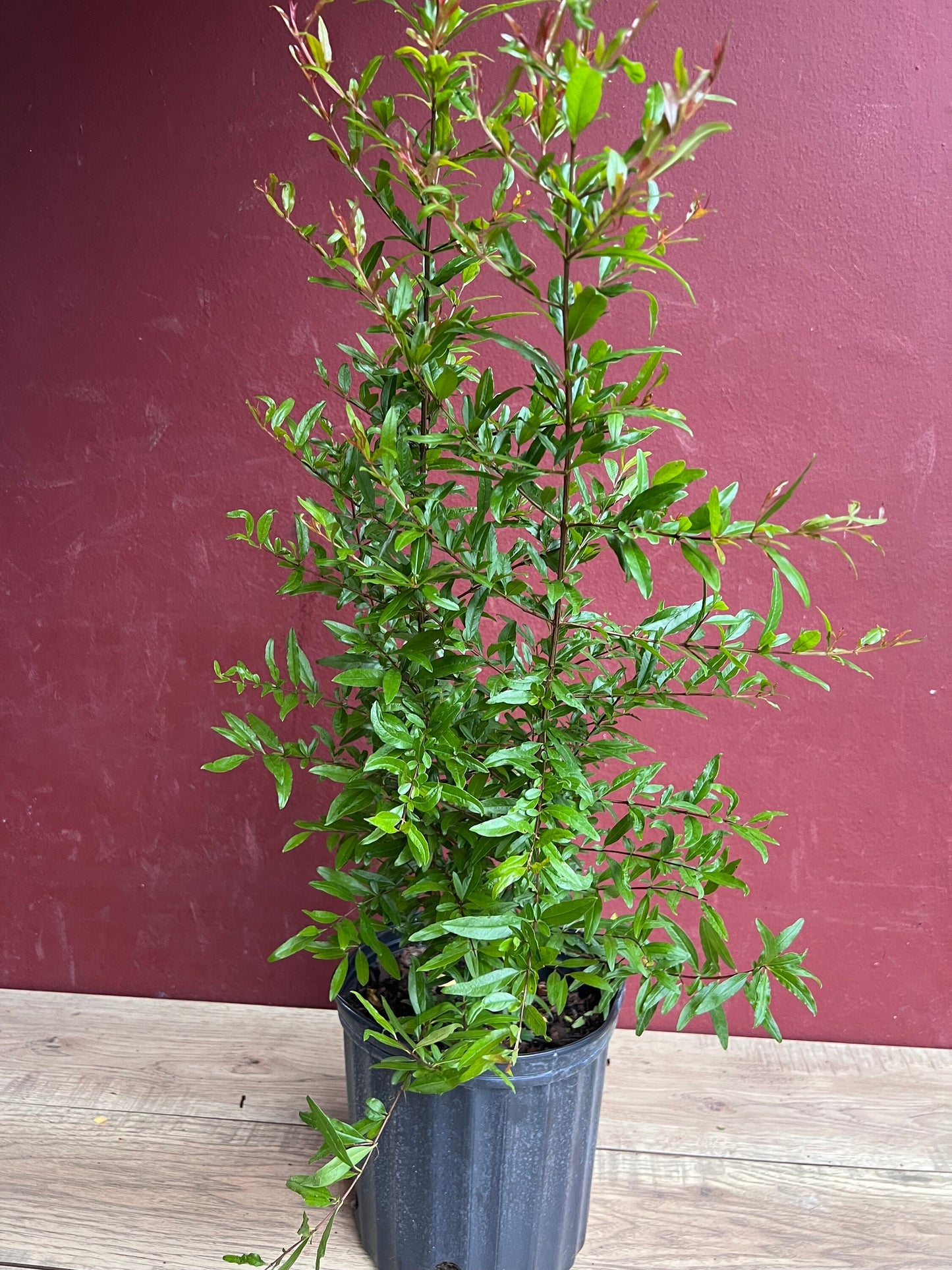 Wonderful Pomegranate in 3 gallon pot, delima