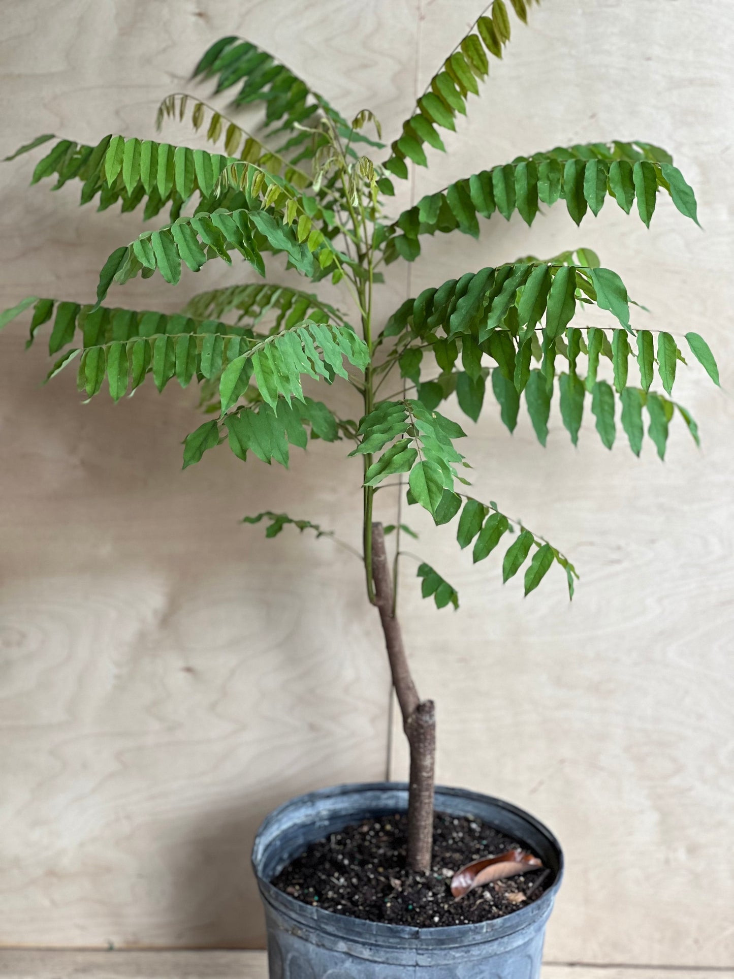 Bilimbi, Averrhoa, Belimbing wuluh in 3 gallon pot, cucumber tree, tree sorrel.