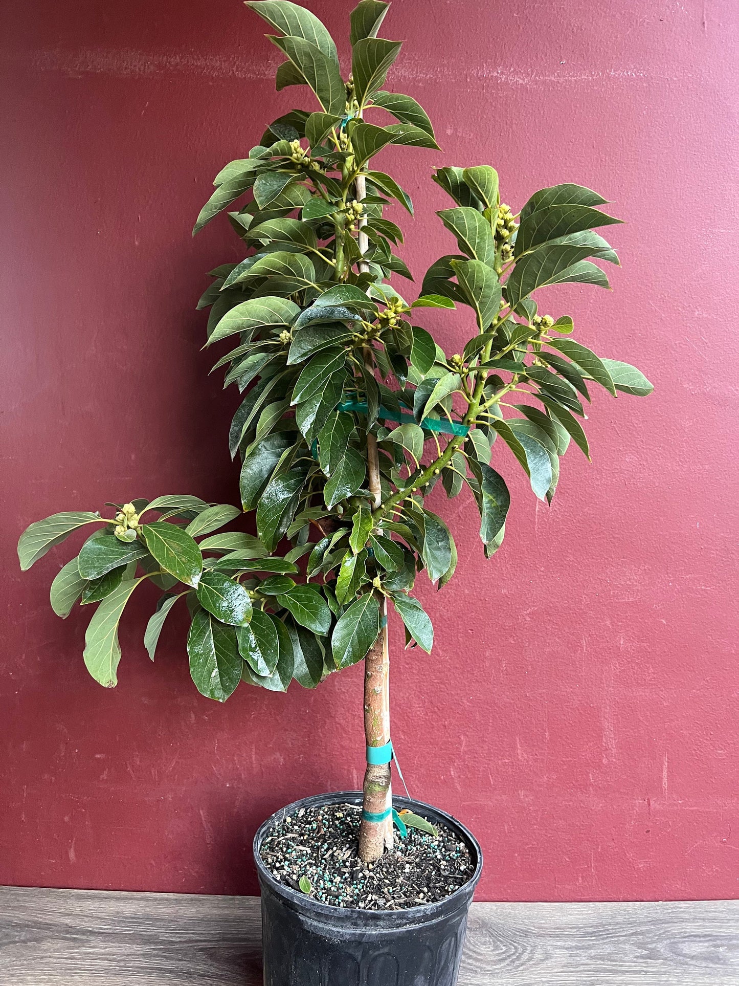 Russell Avocado Tree , Grafted in 3 Gallon Pot, No Ship to CA and HI