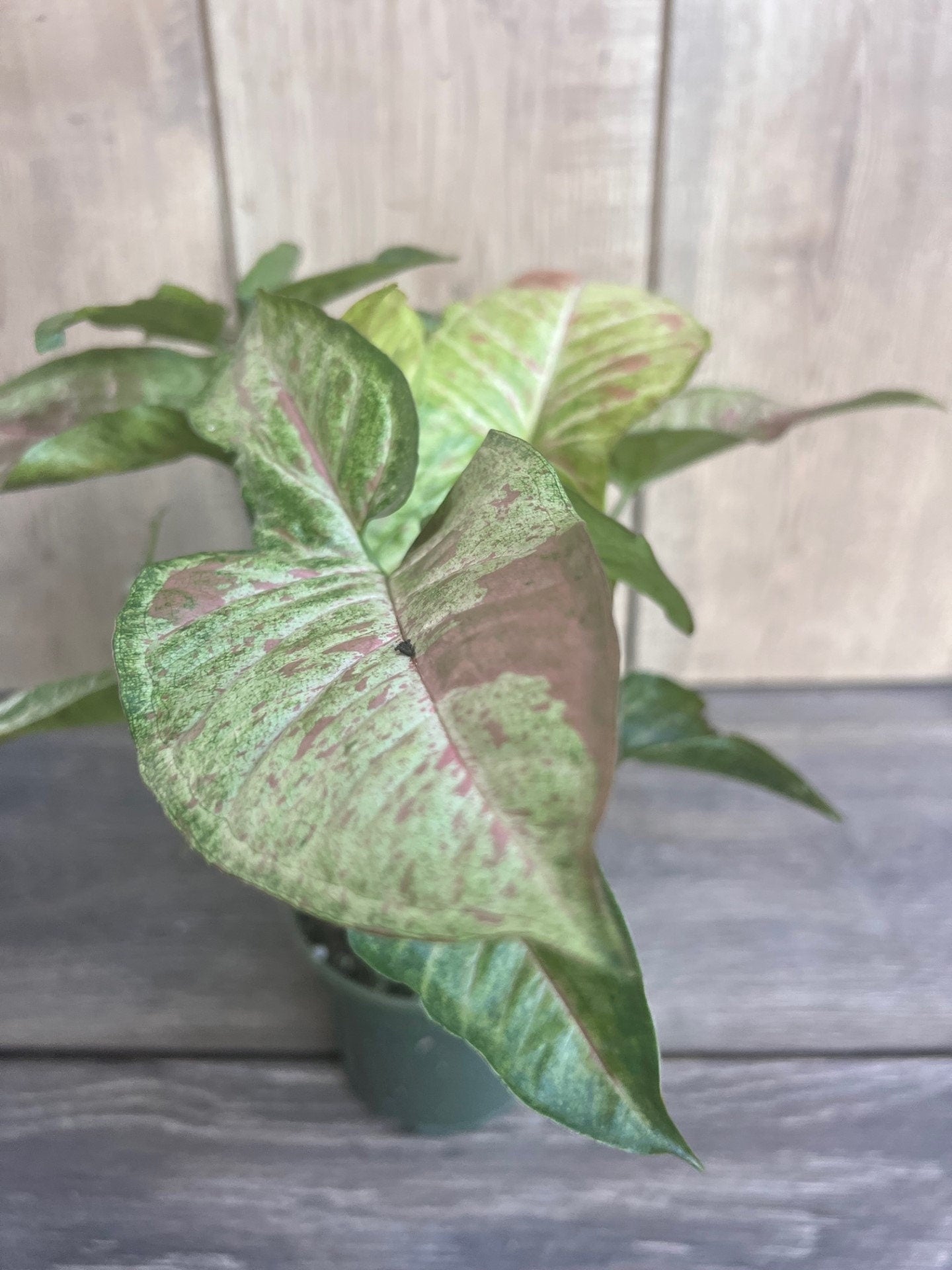 Syngonium Confetti in 4" Pot