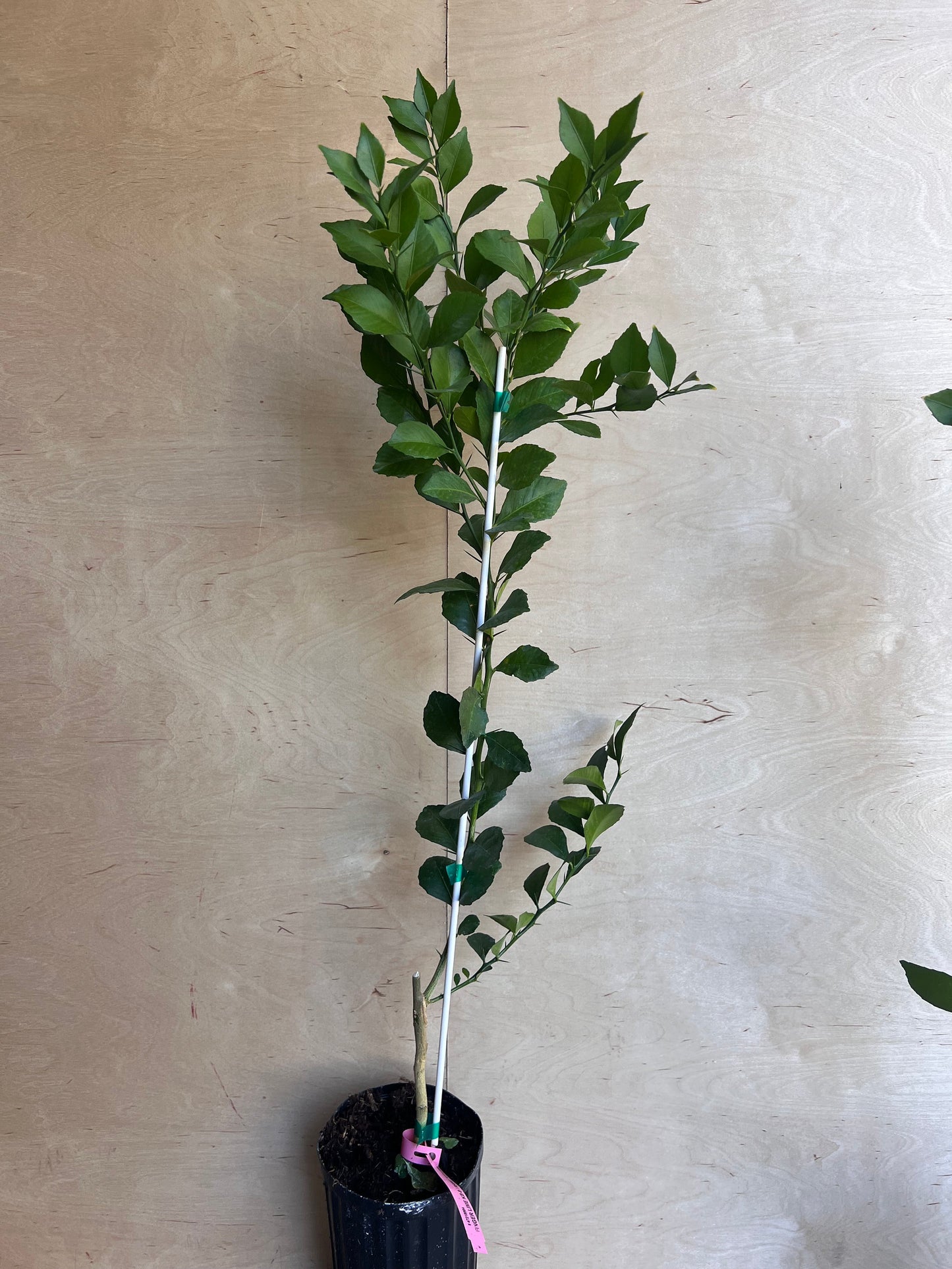 Red Finger Lime Tree , 1/2 Gallon Pot , UF KB -8, Microcitrus australasica in 1/2 Gal Pot,air layered, Florida Shipping Only