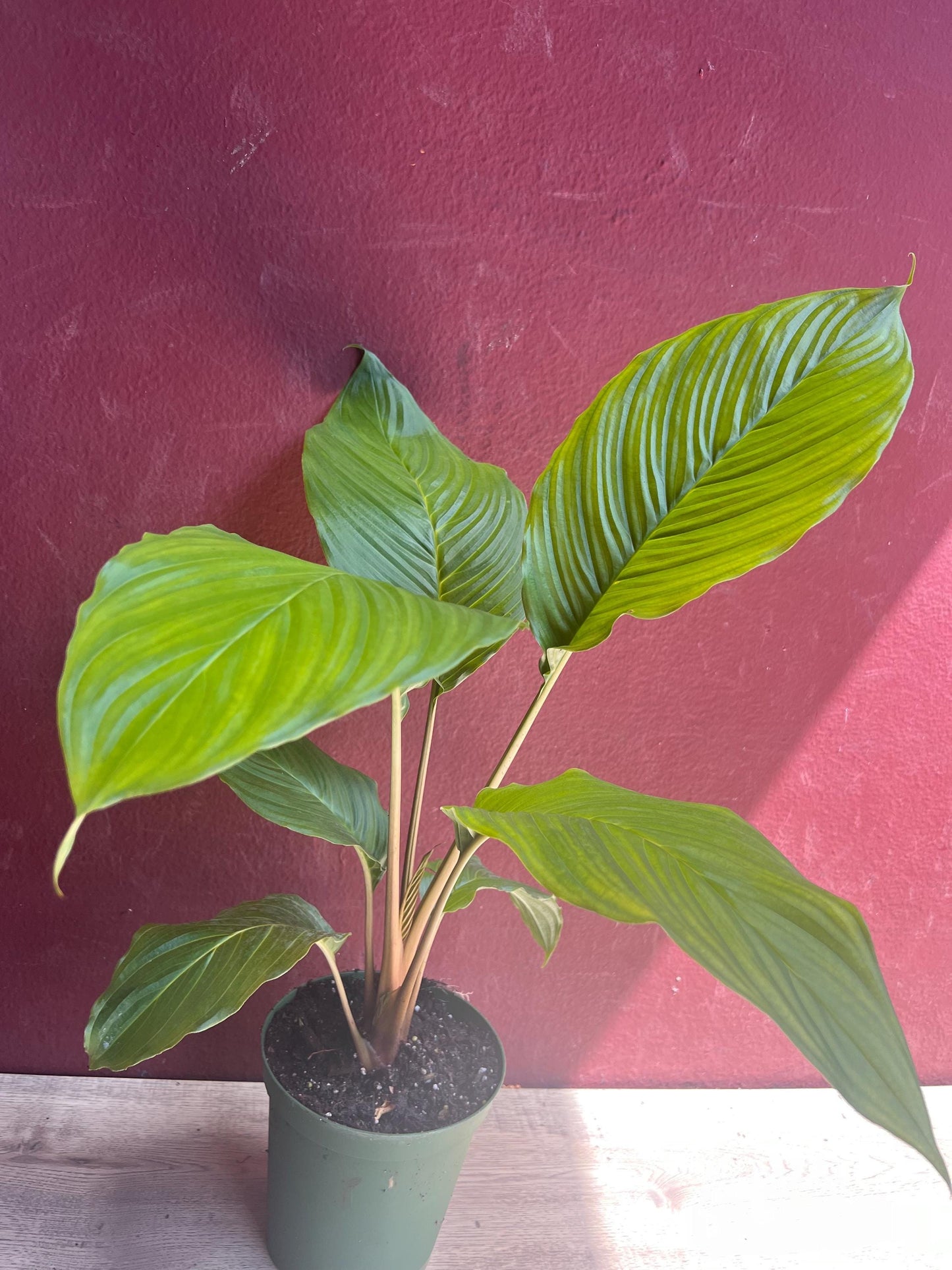 Tacca chantrieri, Bat flower in 6" pot, black bat Flower