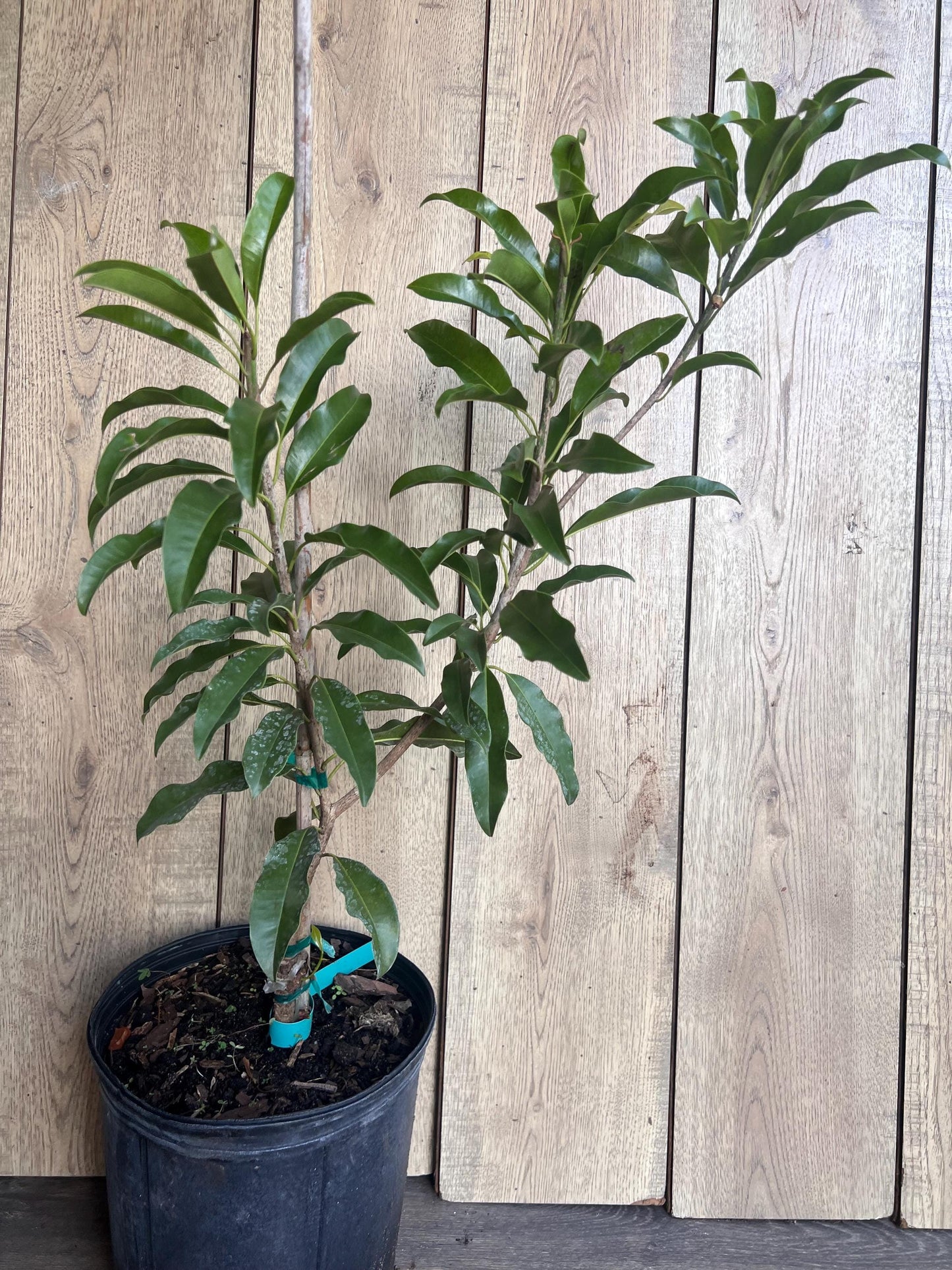 Sapodilla Brown Sugar in 3 gallons pot, Grafted, Sawo, Cheeku, Lamut