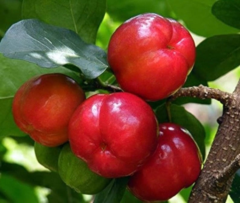 Acerola Cherry, Barbados Cherry