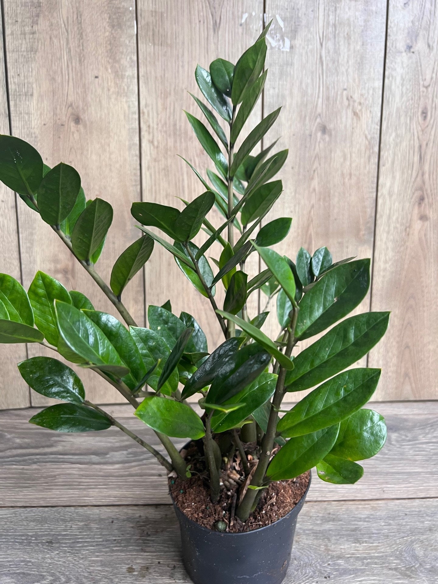 Zamioculcas Zamiifolia , ZZ Plant, in 6" Pot