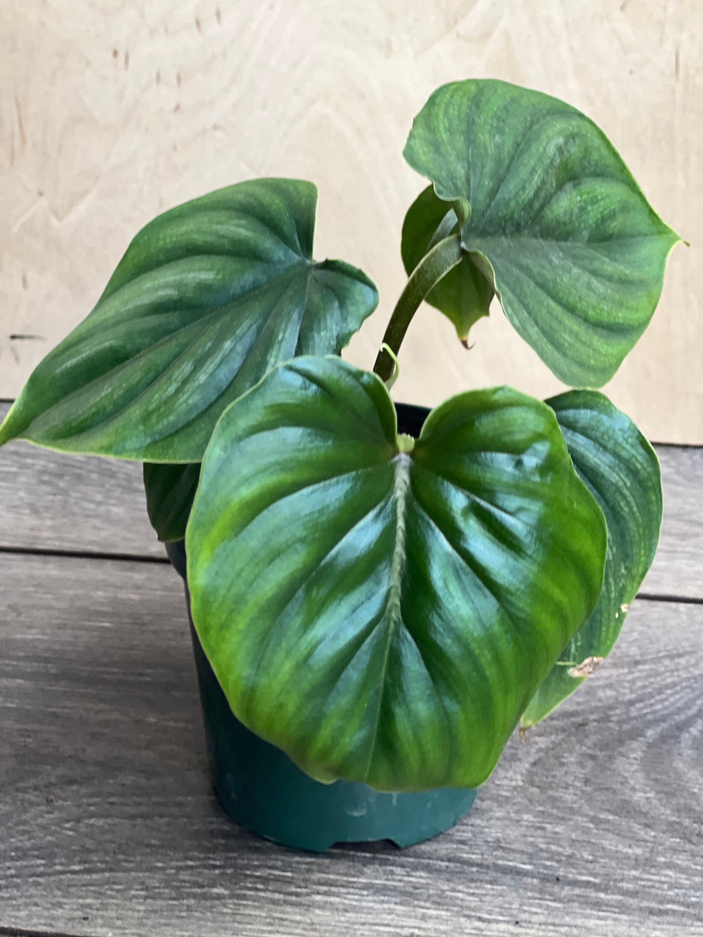 Philodendron Plowmanii in 4” Pot