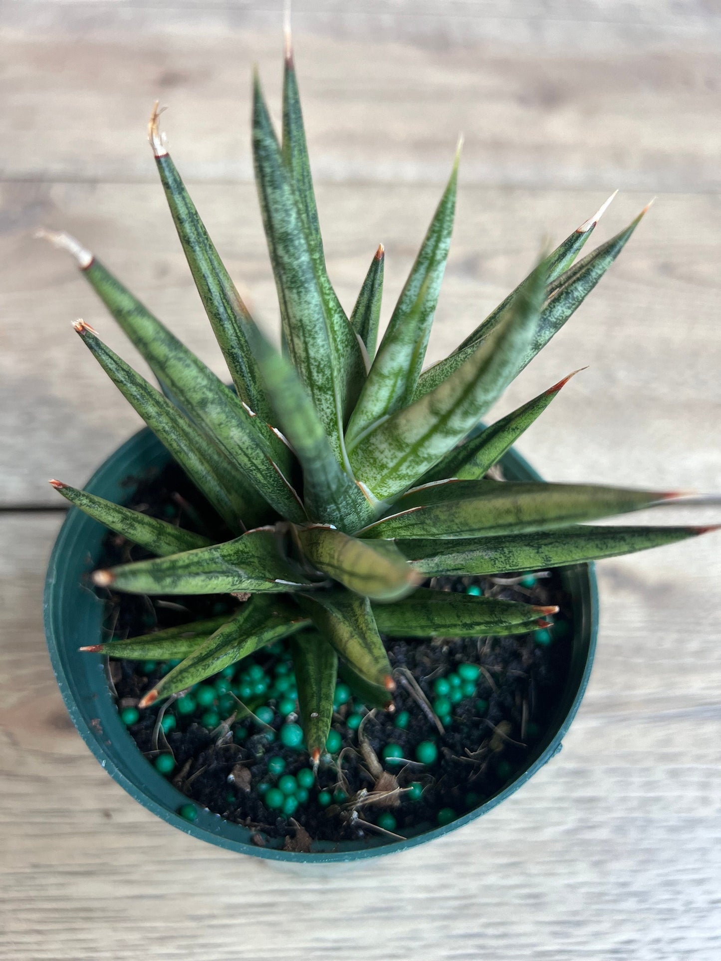 Sansevieria francisii 4”pot