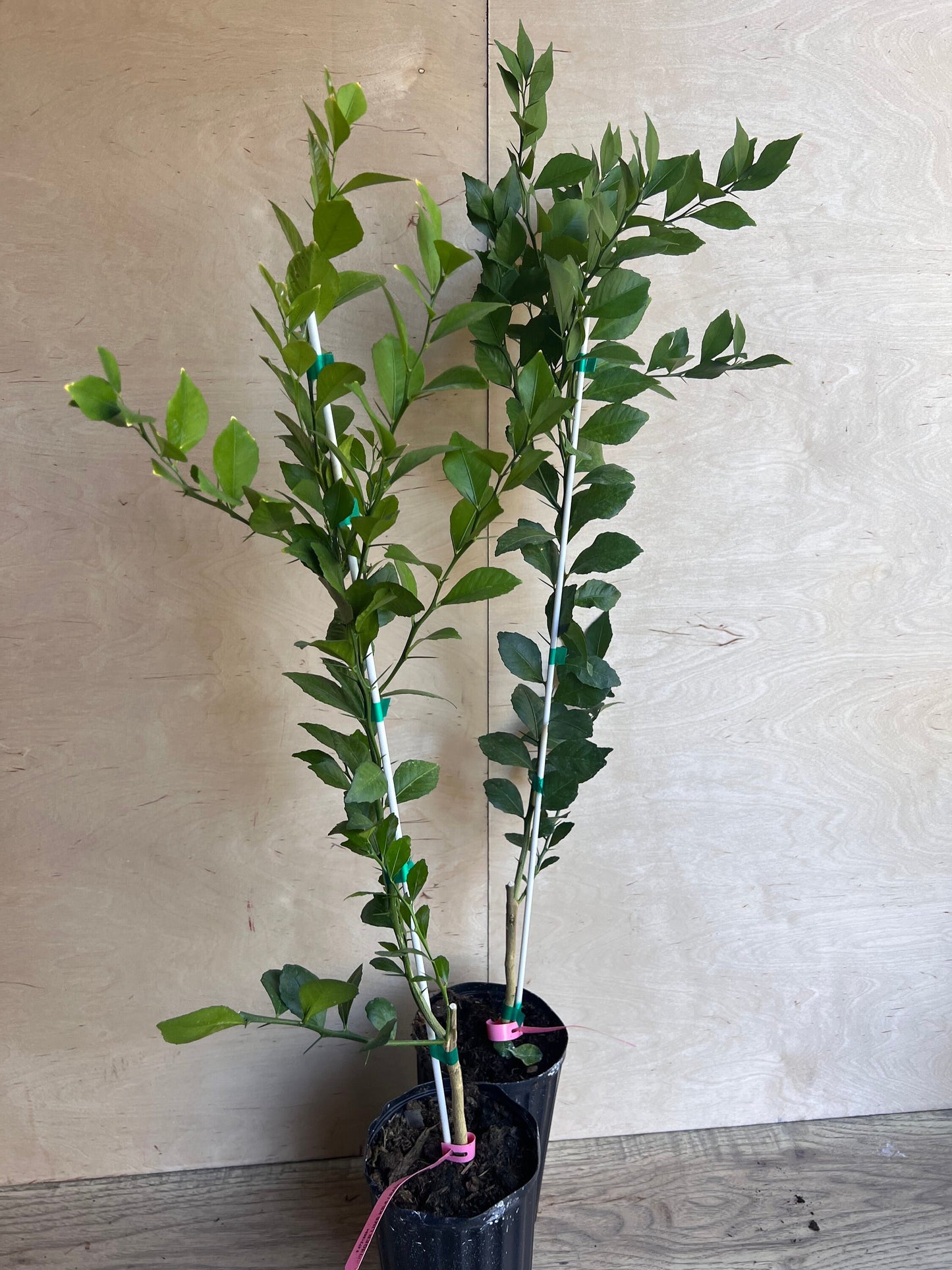 Red Finger Lime Tree , 1/2 Gallon Pot , UF KB -8, Microcitrus australasica in 1/2 Gal Pot,air layered, Florida Shipping Only