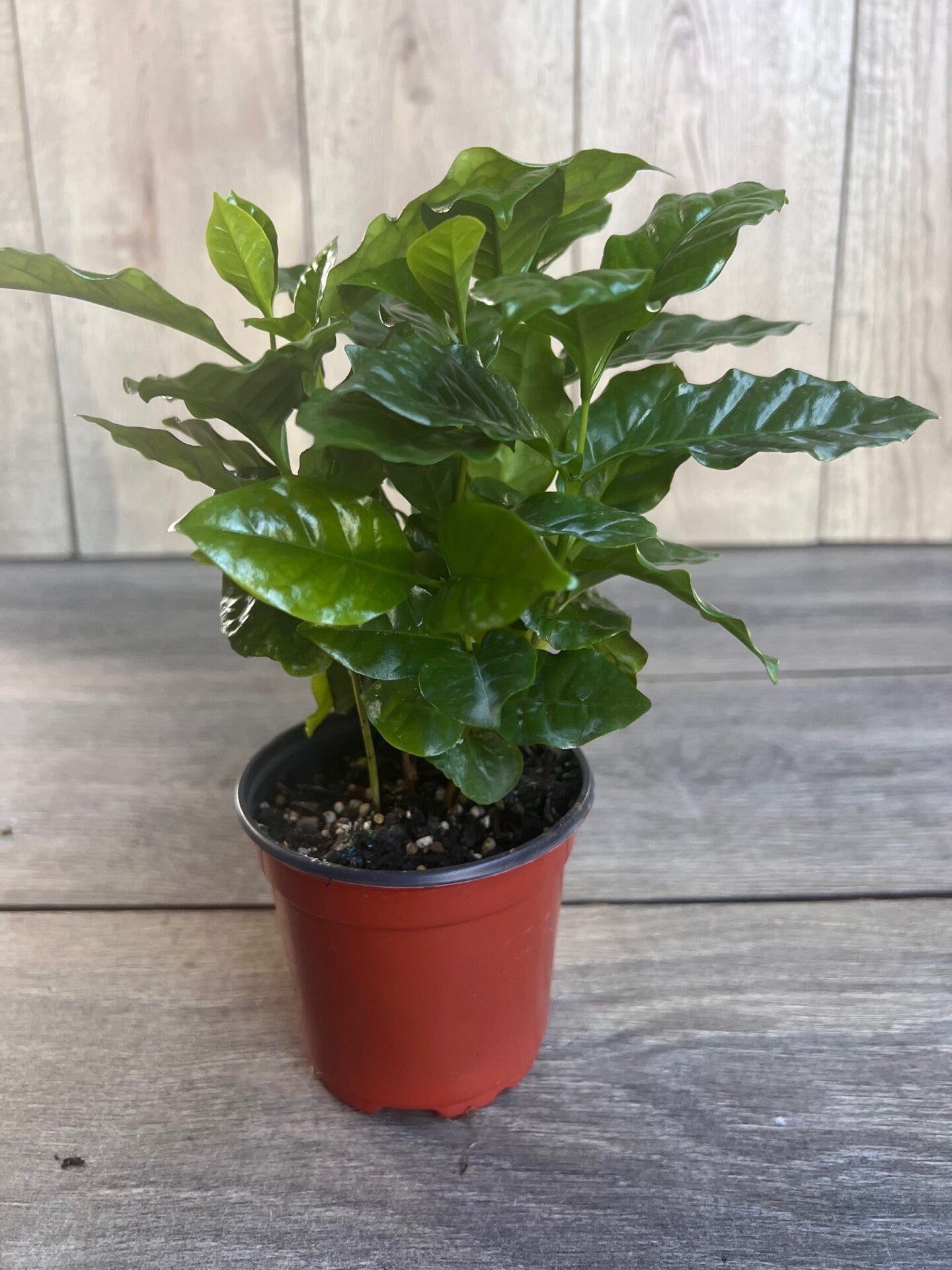 Arabica Coffee Plant - 4" Pot