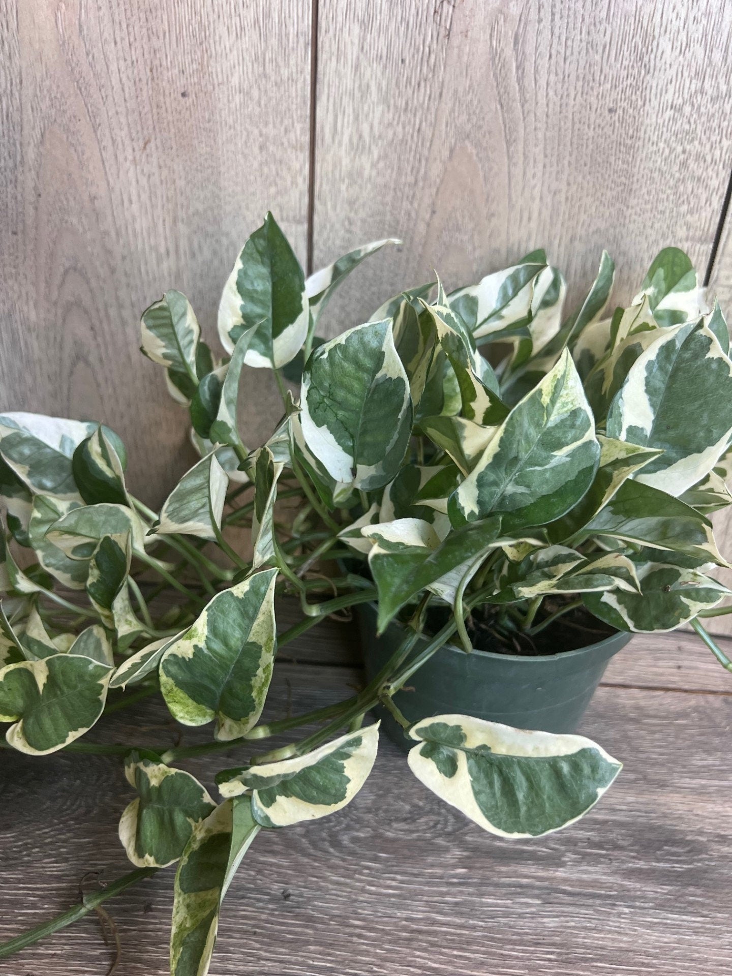 N’Joy pothos , Epipremnum aureum, Devil’s Ivy in 6" pot, Njoy