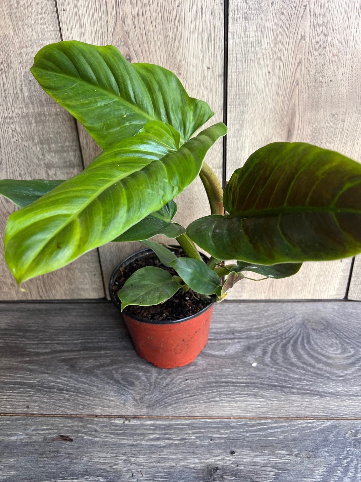 Philodendron Subhastatum in 6" Pot