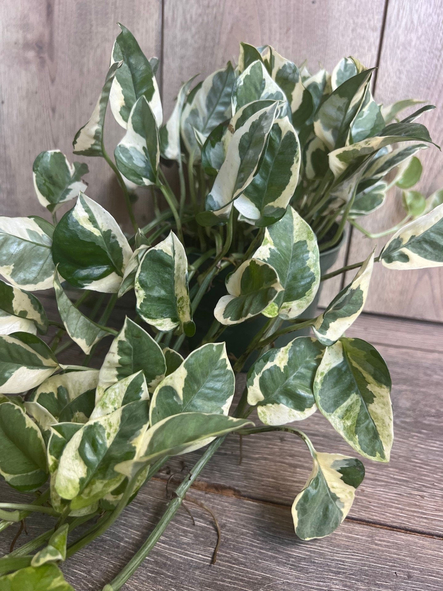 N’Joy pothos , Epipremnum aureum, Devil’s Ivy in 6" pot, Njoy