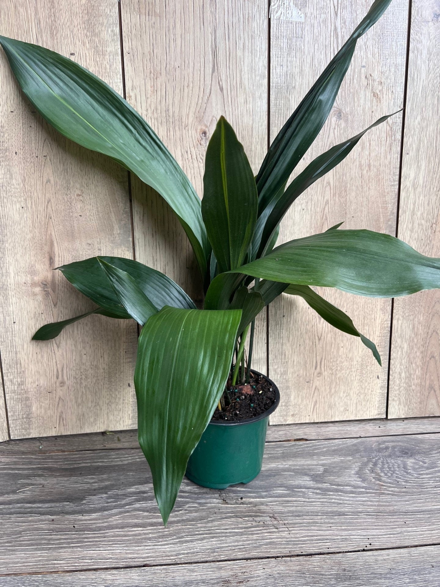CAST IRON PLANT - Aspidistra elatior - 6" pot