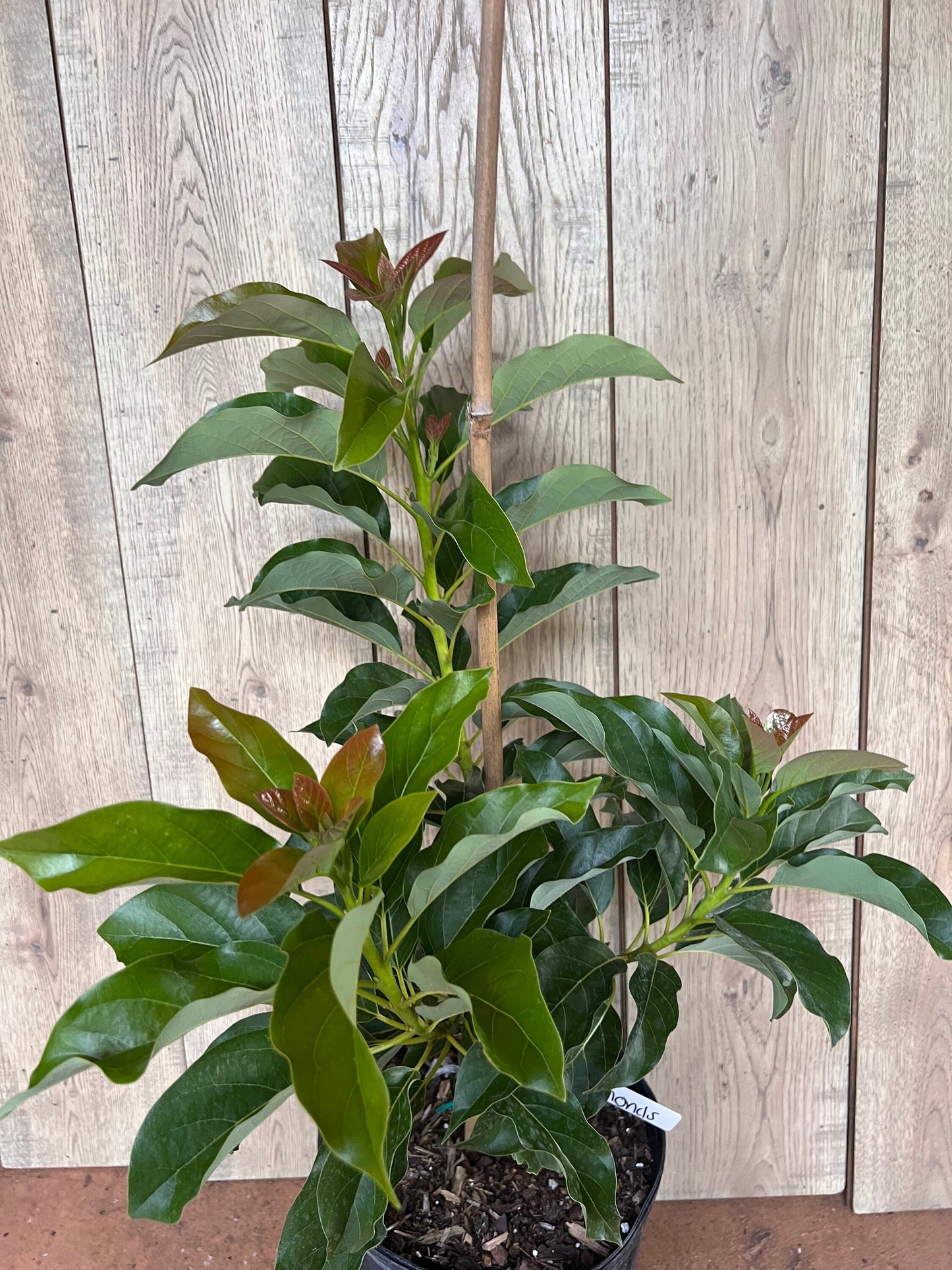 Simmonds avocado Tree , Grafted in 3 Gallon Pot, No Ship to CA and HI