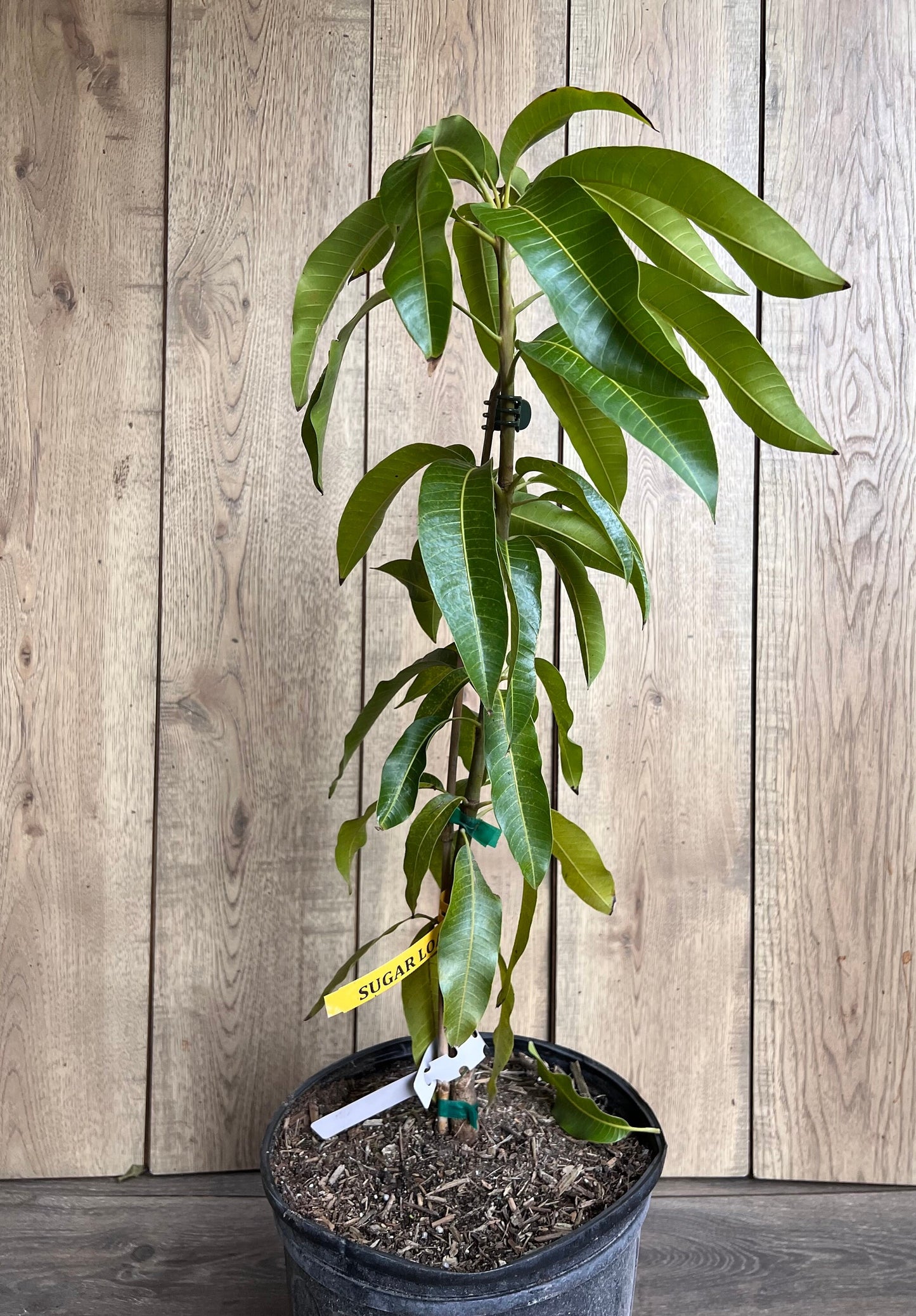 Sugar Loaf Mango Tree. grafted in 3 gallons pot, No Ship to CA and HI