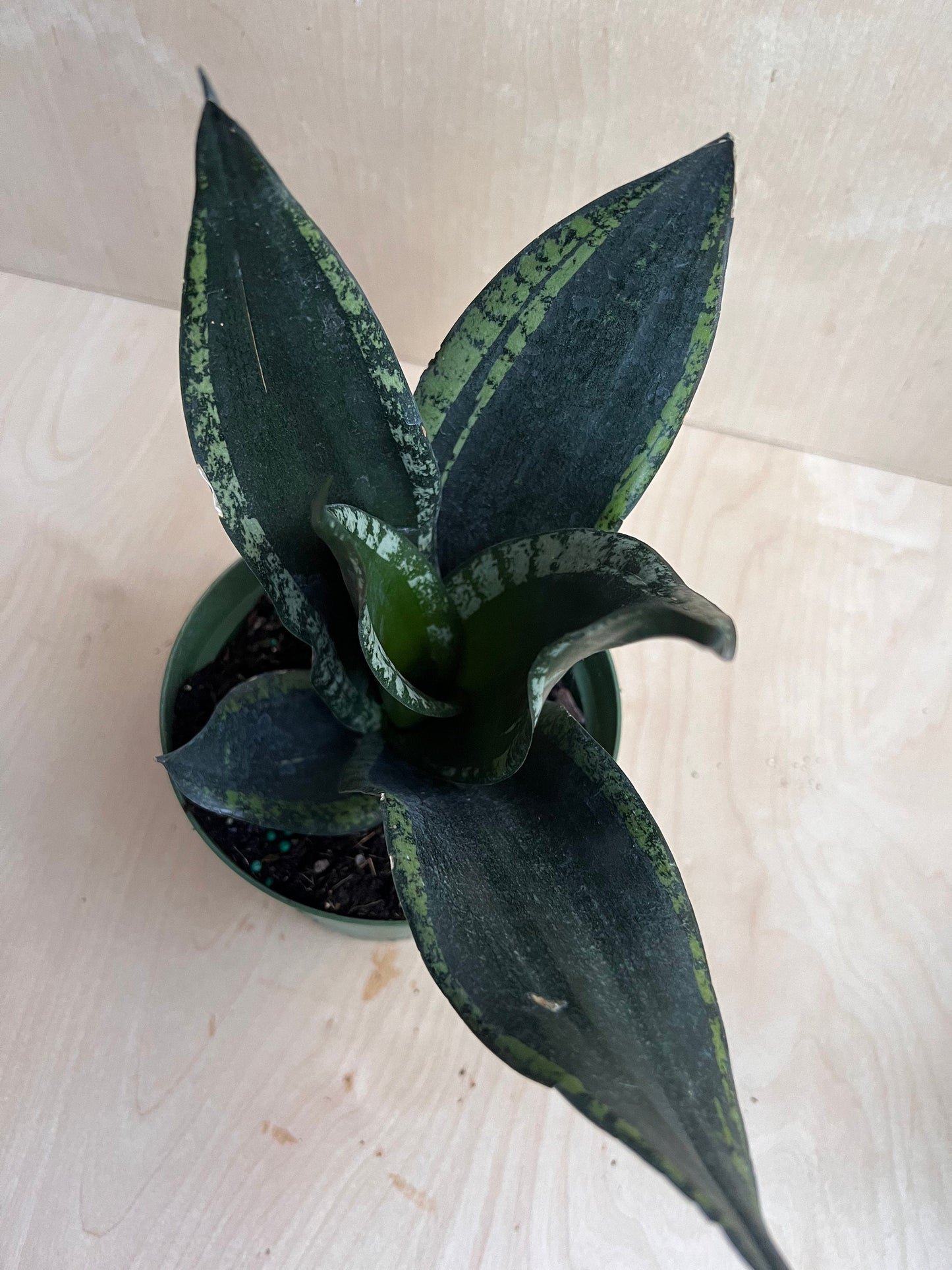 Sansevieria Whitney, Sansevieria Silver Flame, in 6" Inches pot, Mother in law