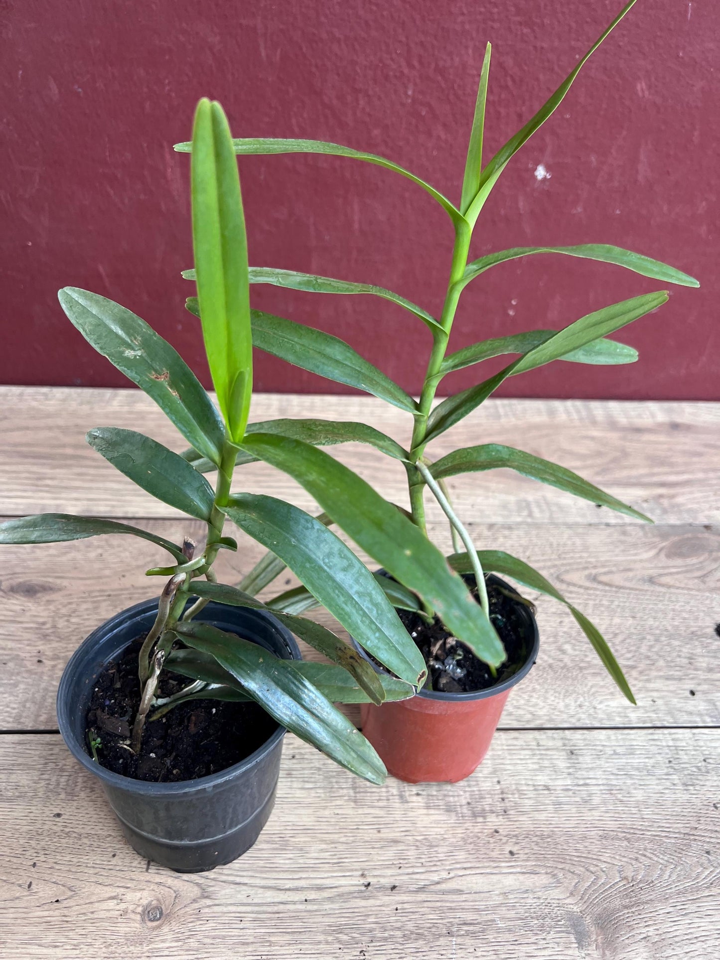 Scorpion orchid in 4" Pot, Arachnis, Aranda orchid