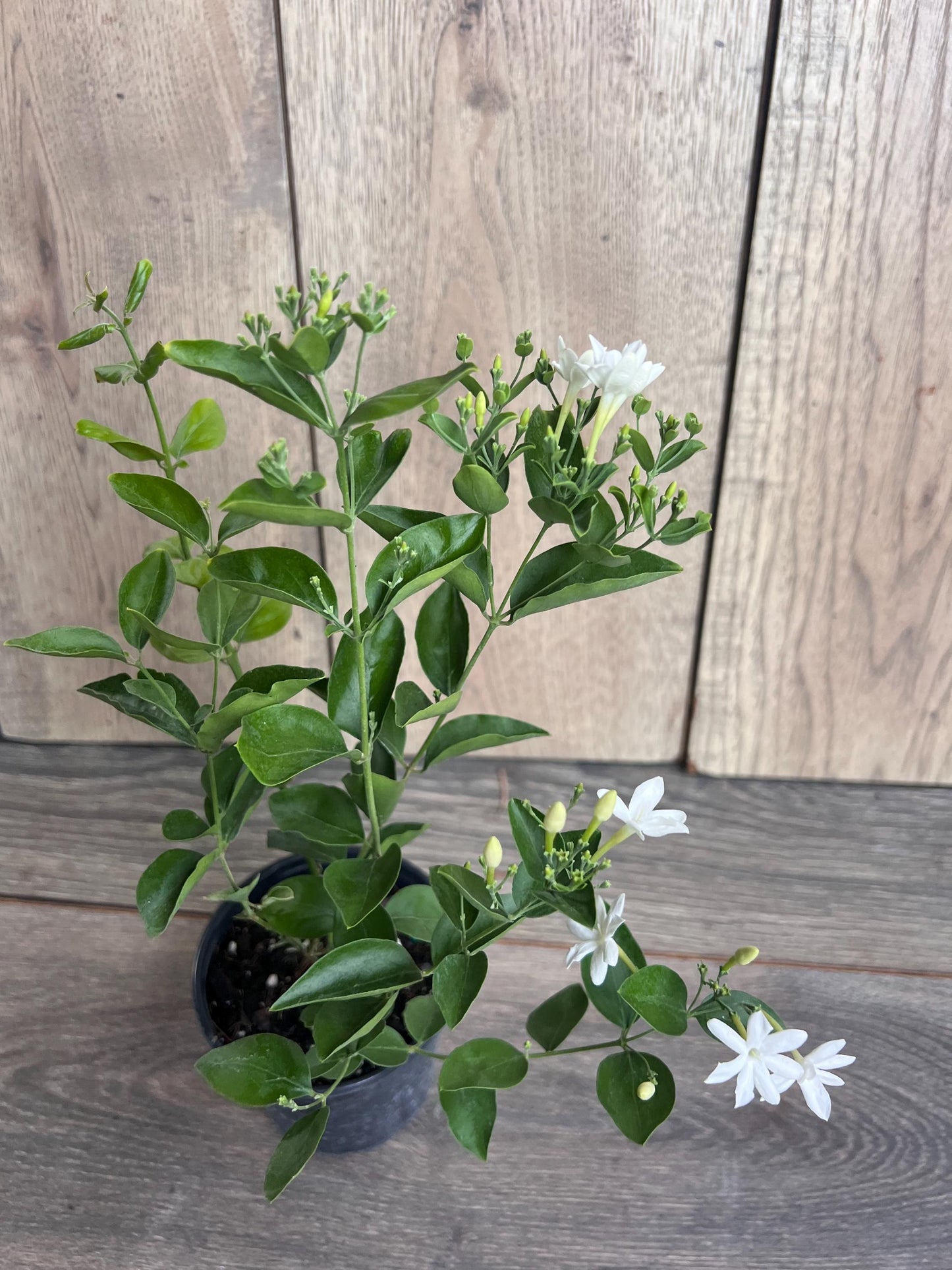 Jasmine Molle , jasmine Indian Jui in 4", Jasminum molle