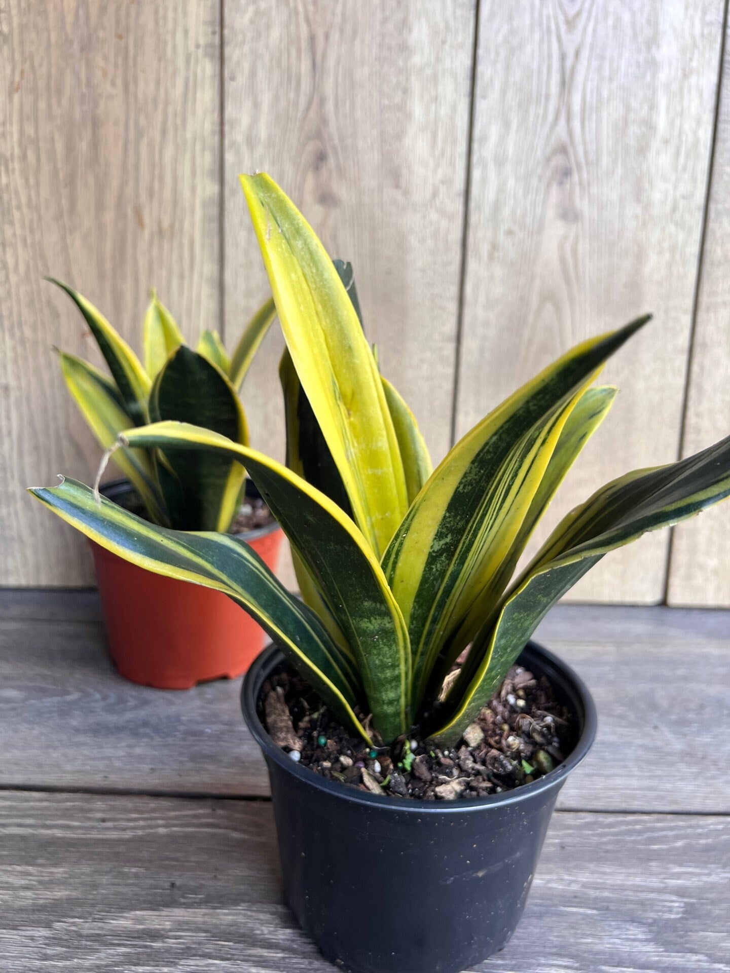 Golden Flame Sansevieria in 6" Pot , Snake plant