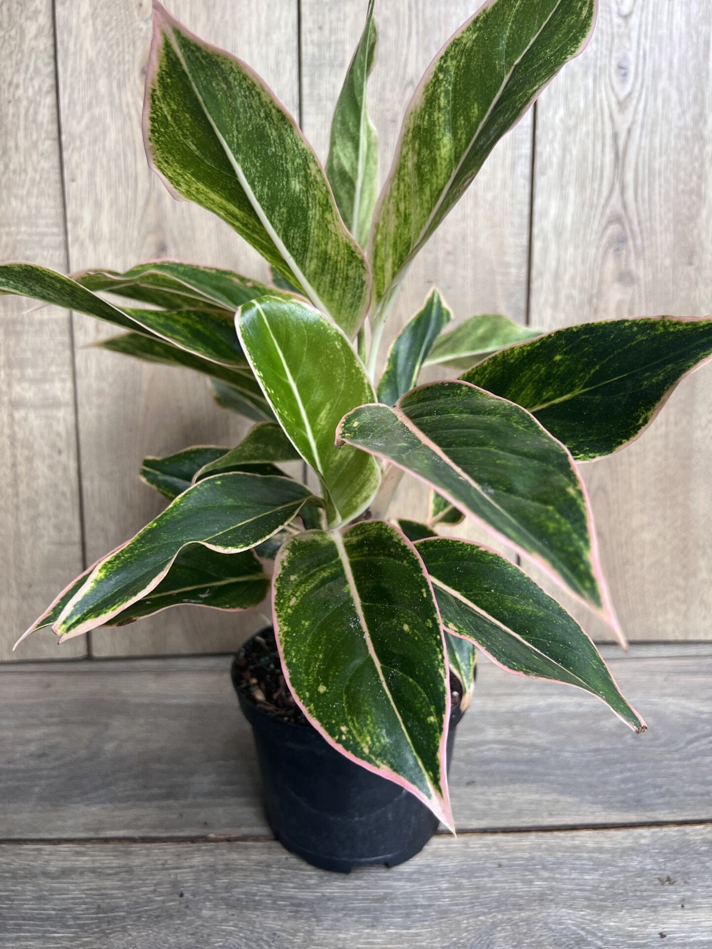 Aglaonema Pink Siam, Siam Aurora Aglaonema in 6" Pot