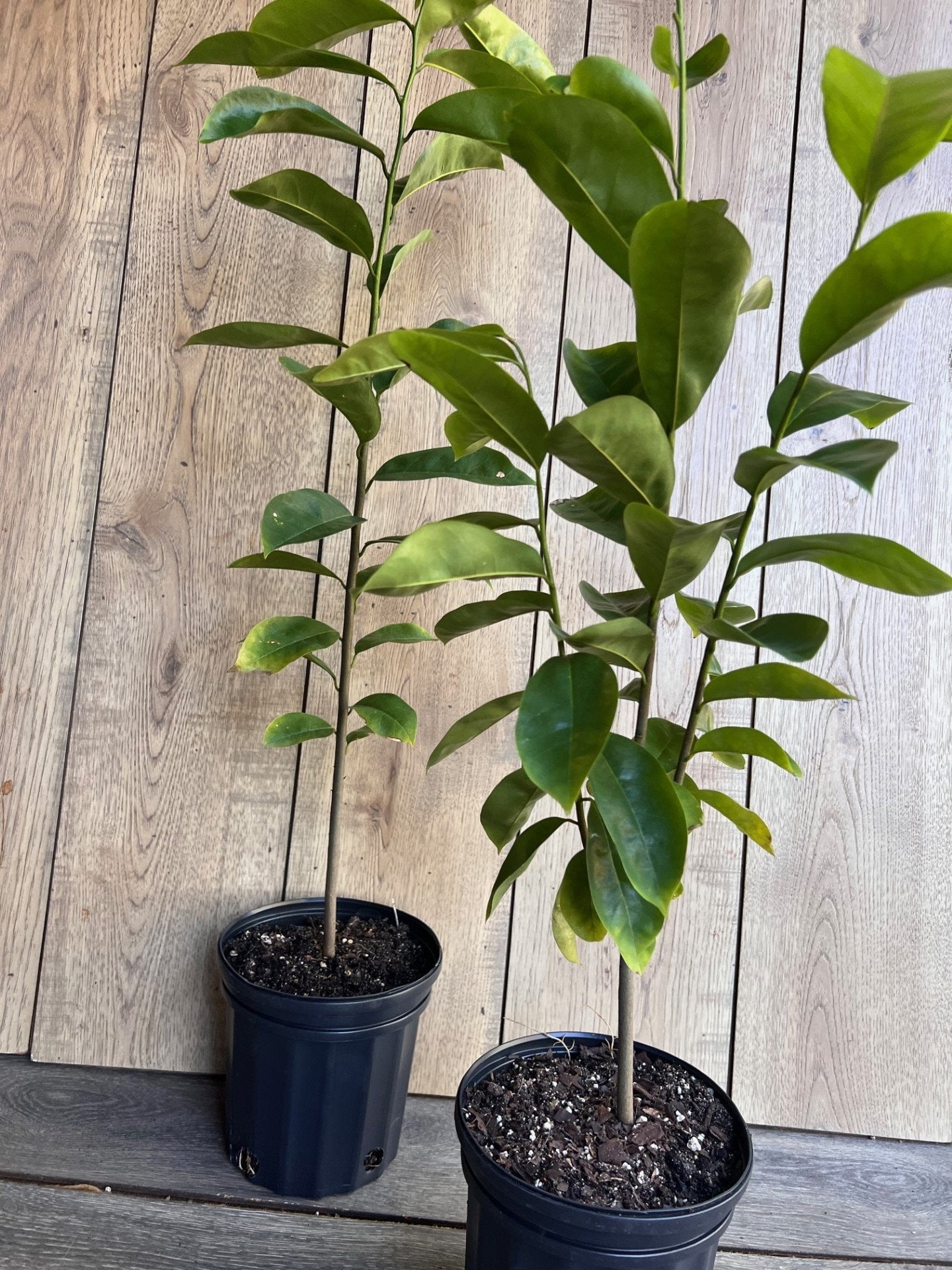 Soursop Tree, guanabana in Half gallon pot , Sirsak, Anona Muricata