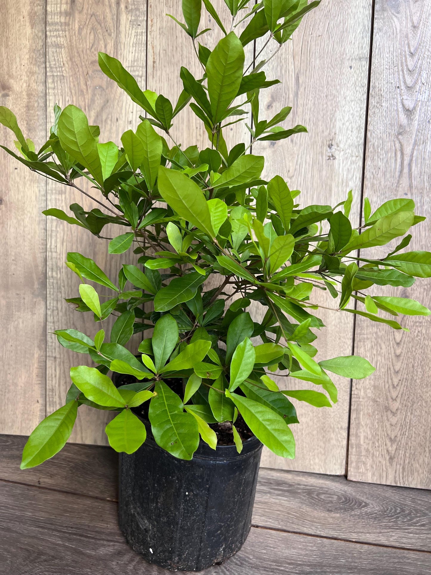 Miracle Fruit tree in 3 Gallon pot, Synsepalum dulcificum