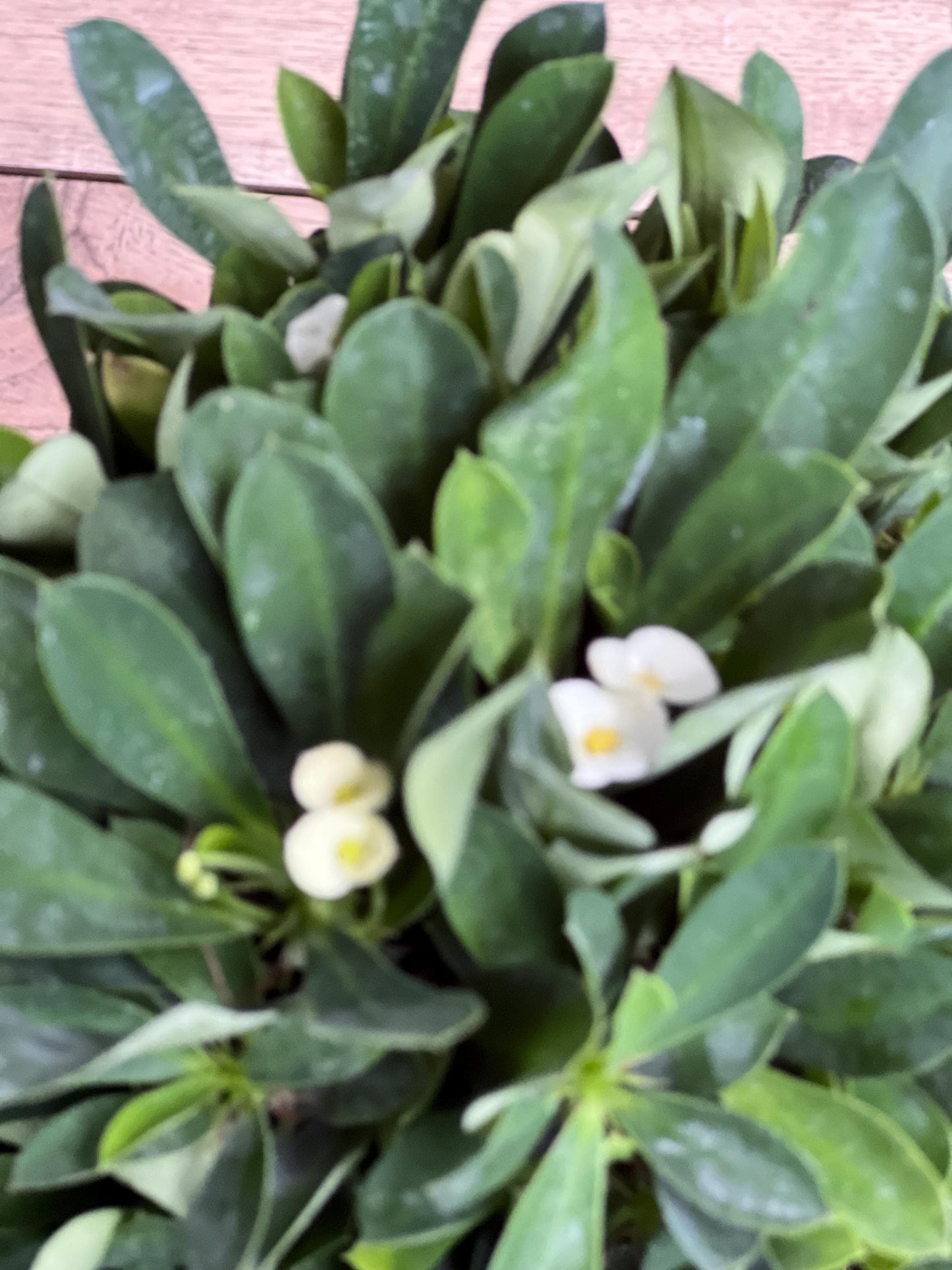 Crown of Thorns, White in 6" Pot, Euphorbia milii