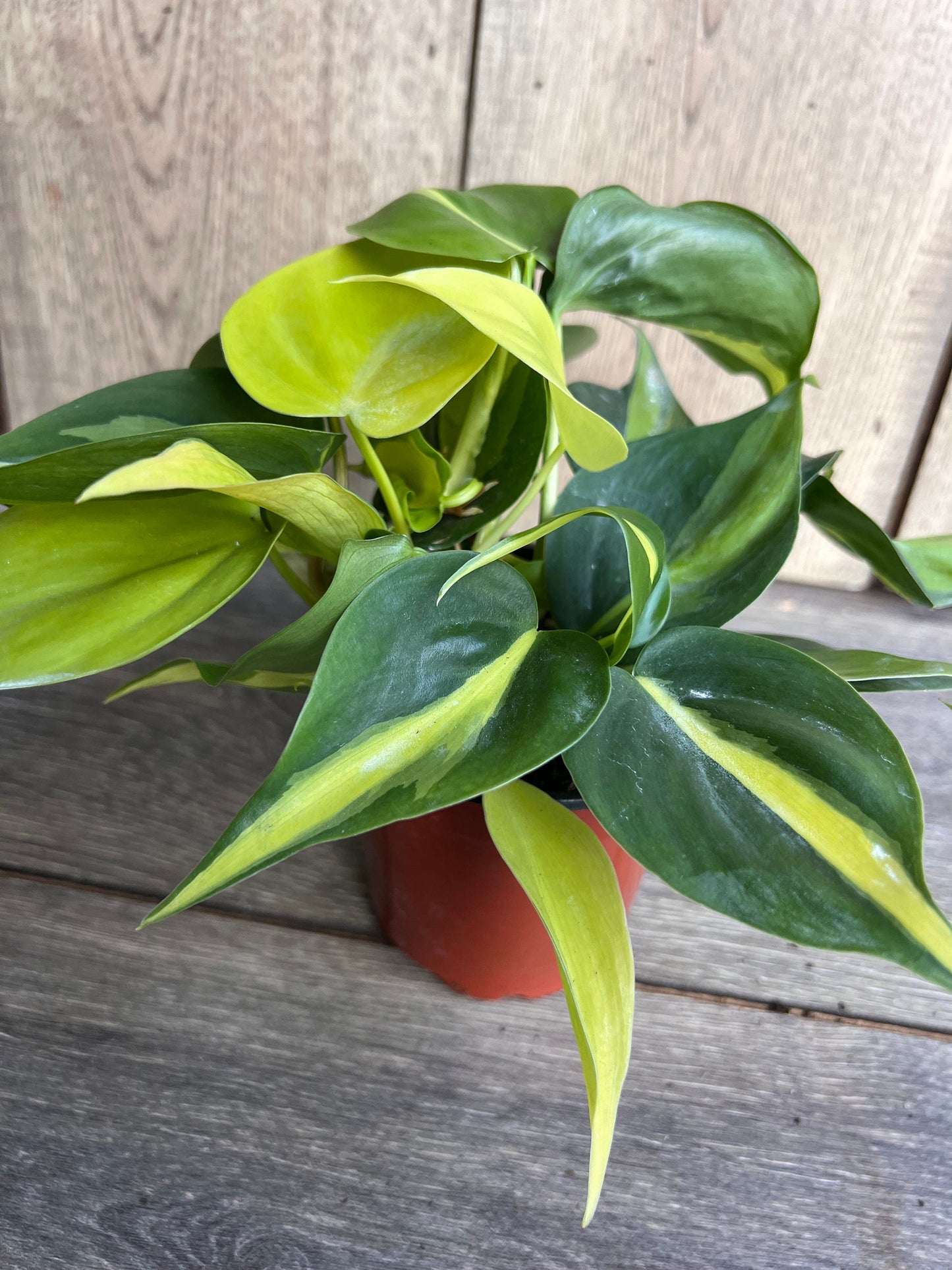 Philodendron Brasil. in 4” pot, philodendron hederaceum,trailing plant, house plant, variegated heart shaped philodendron